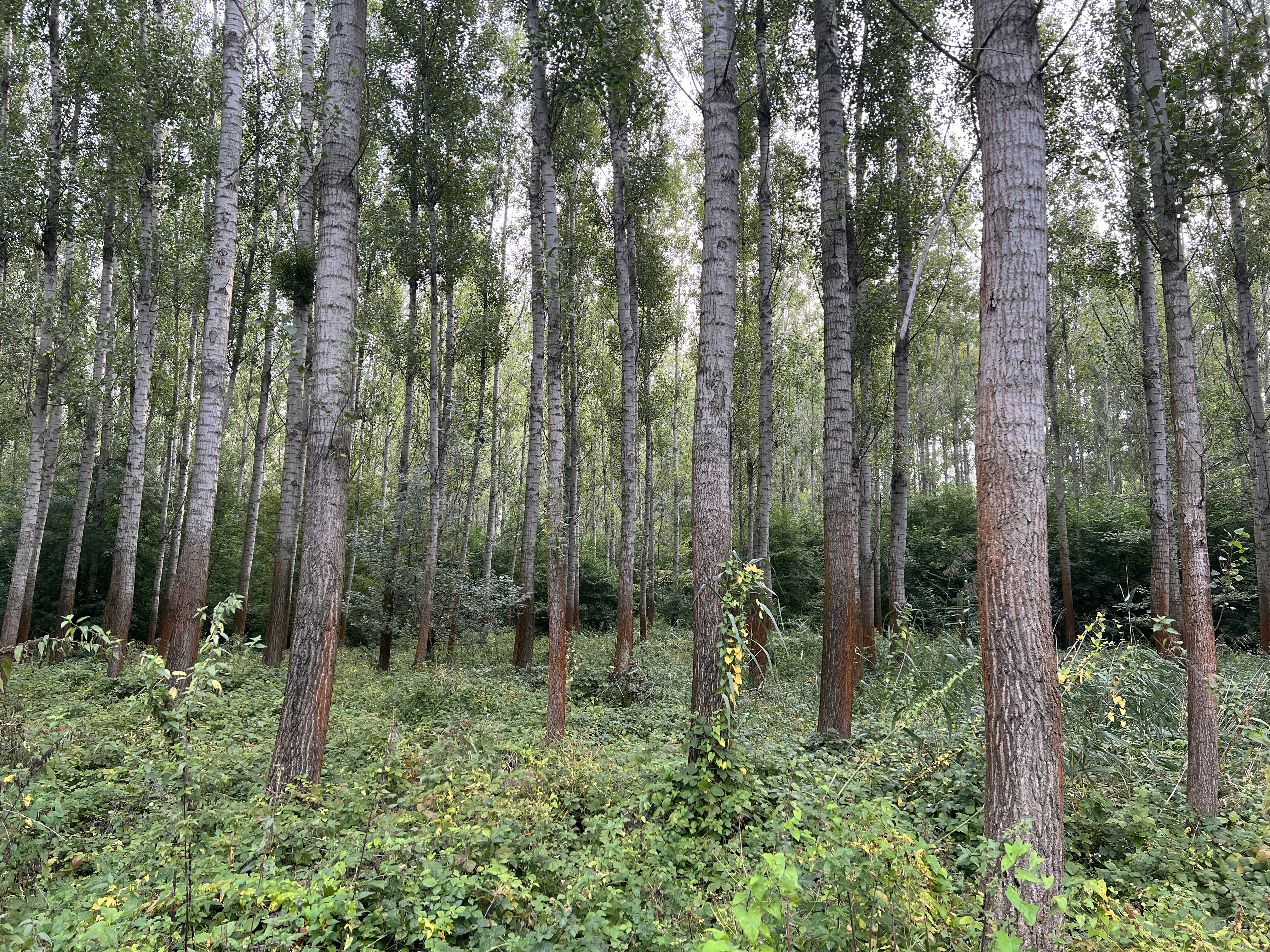 dense forest with tall trees