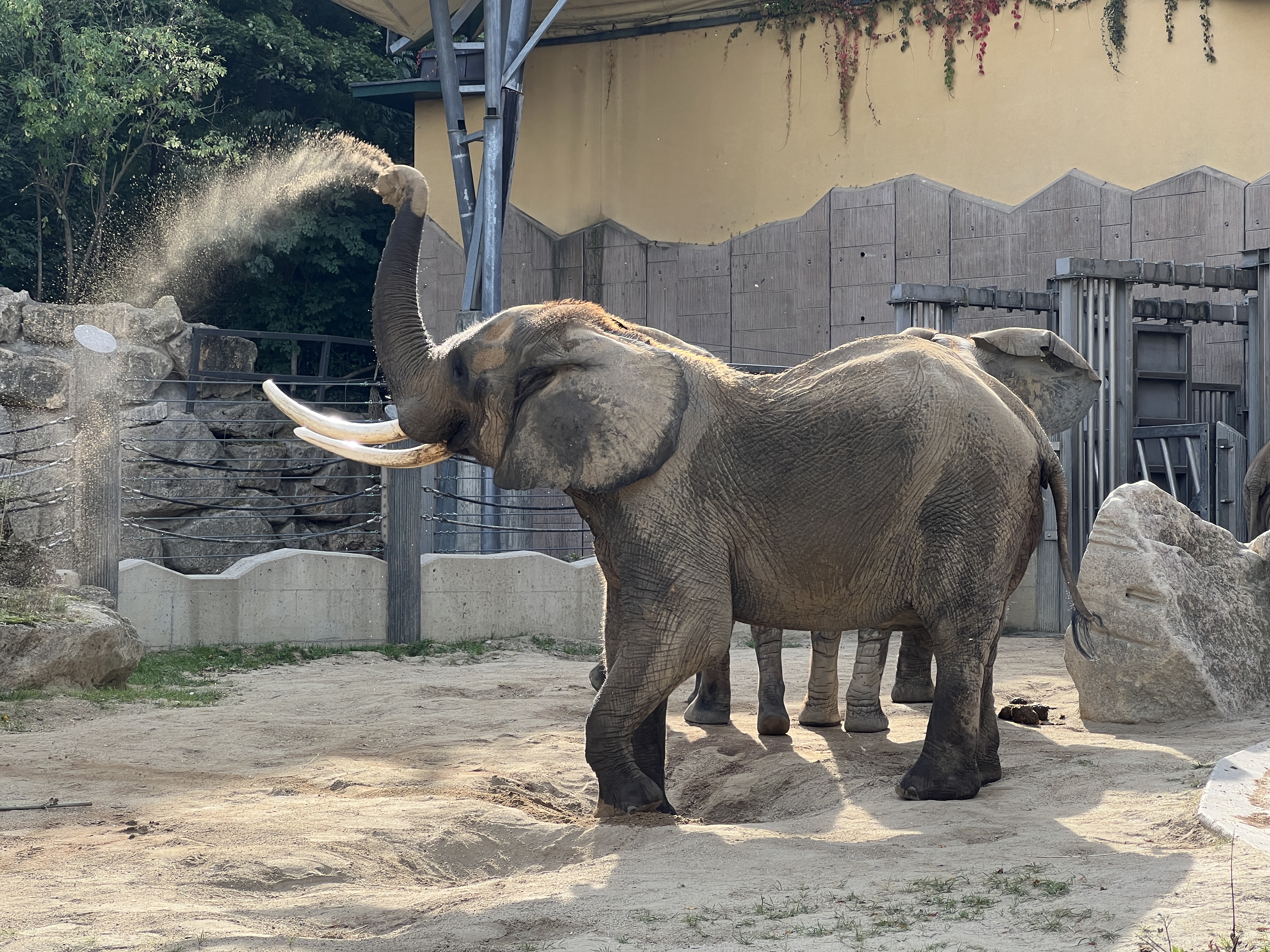 elephant spraying dust