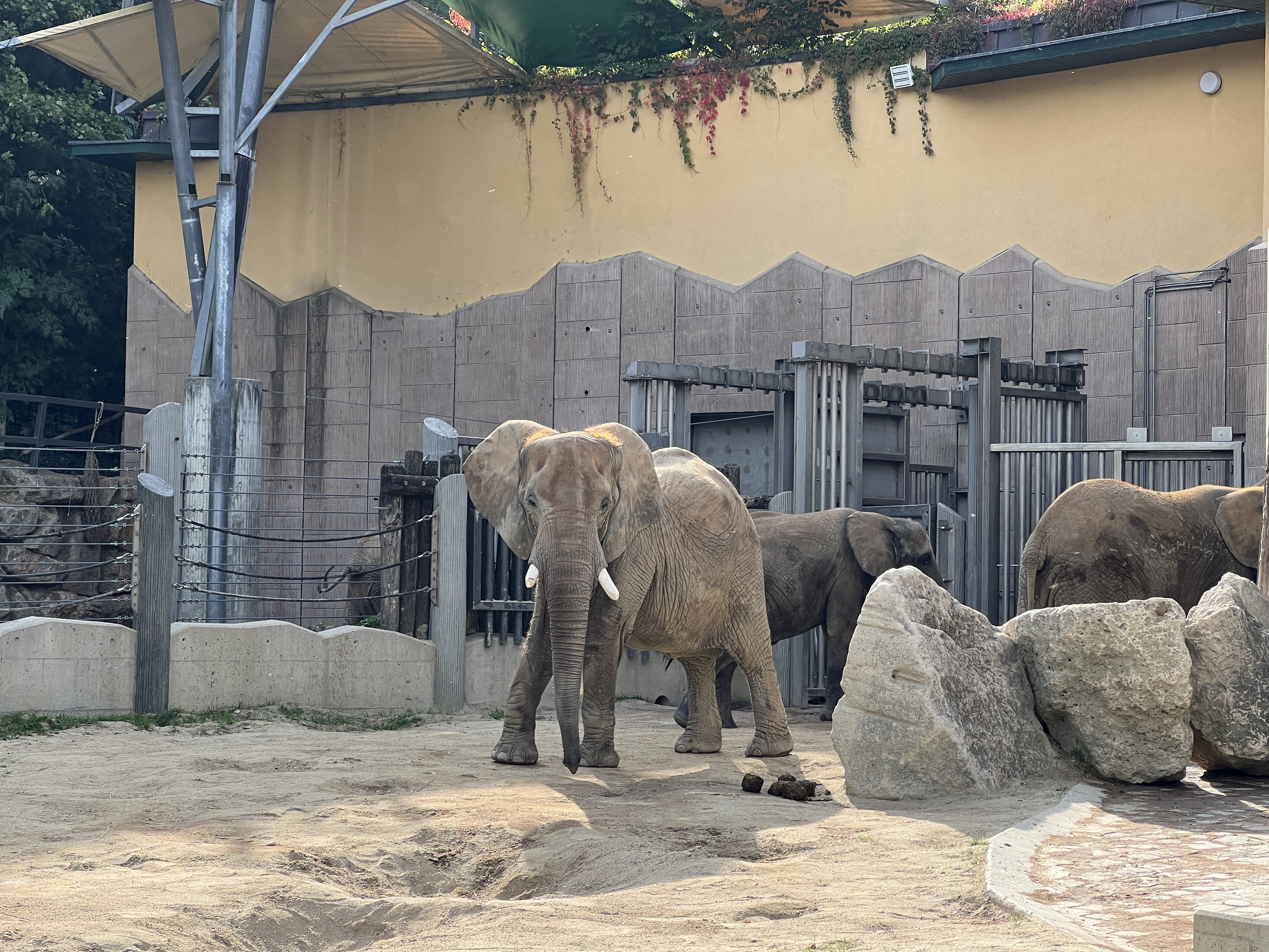 elephant zoo enclosure