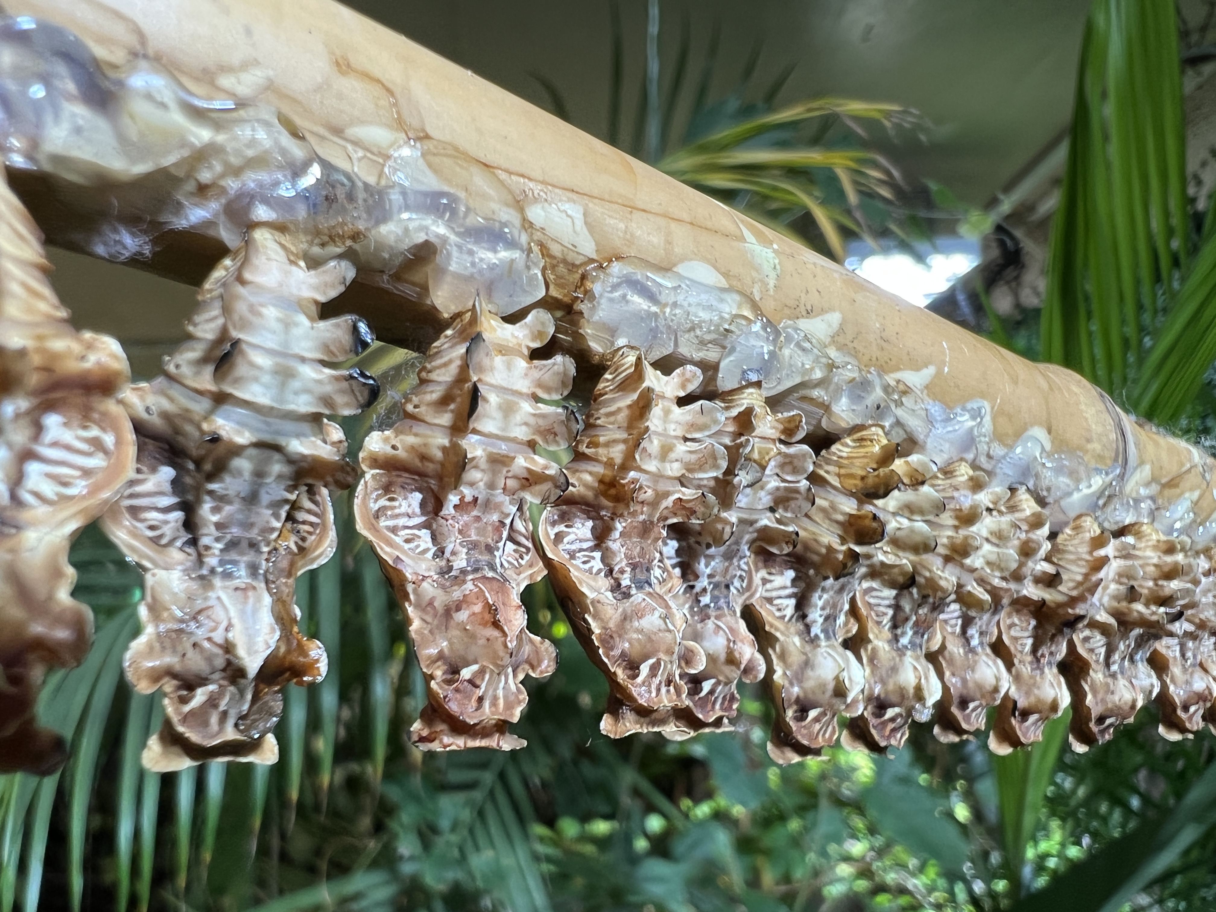 empty chrysalis shells