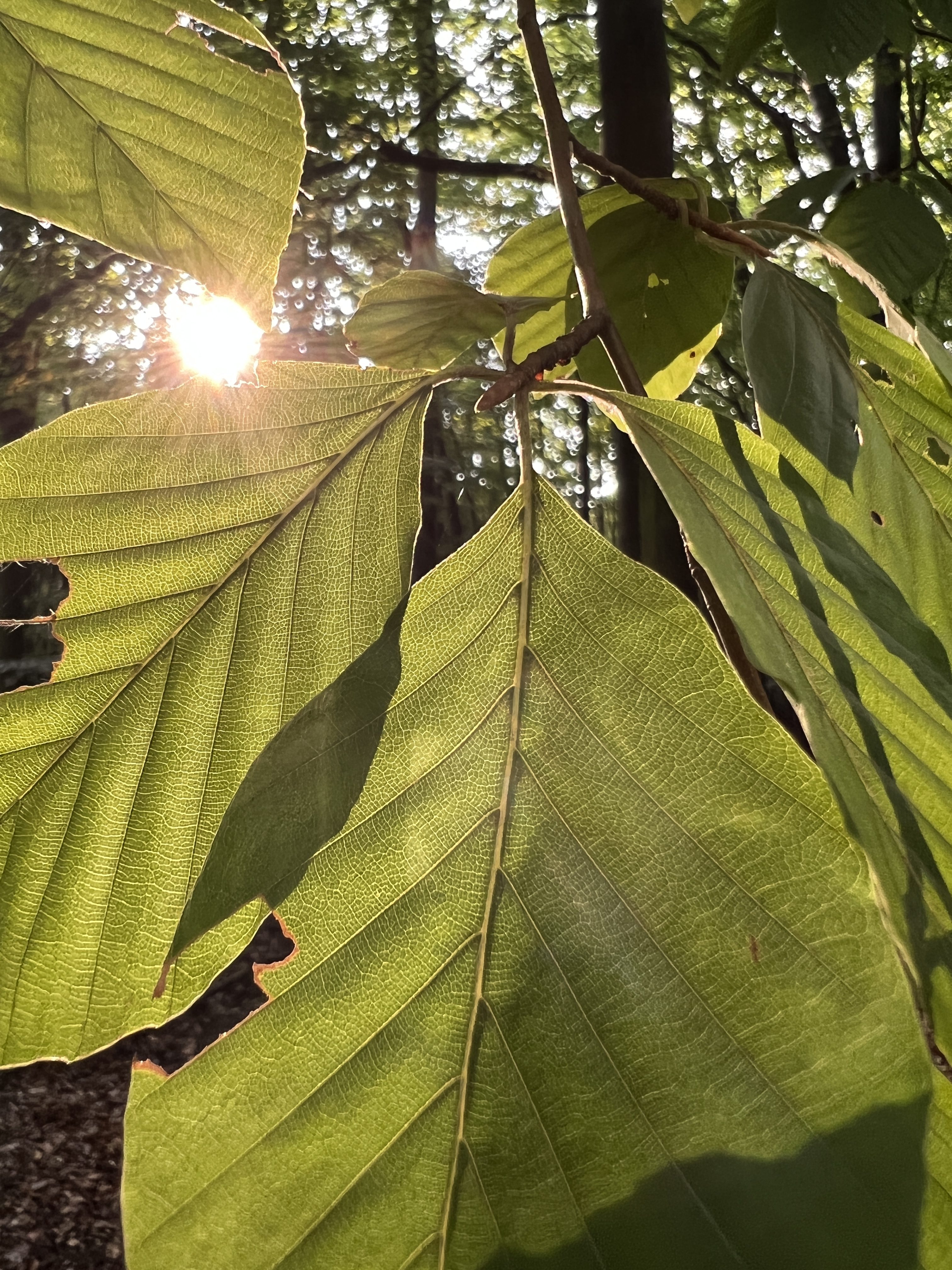 forest leaves sunlight
