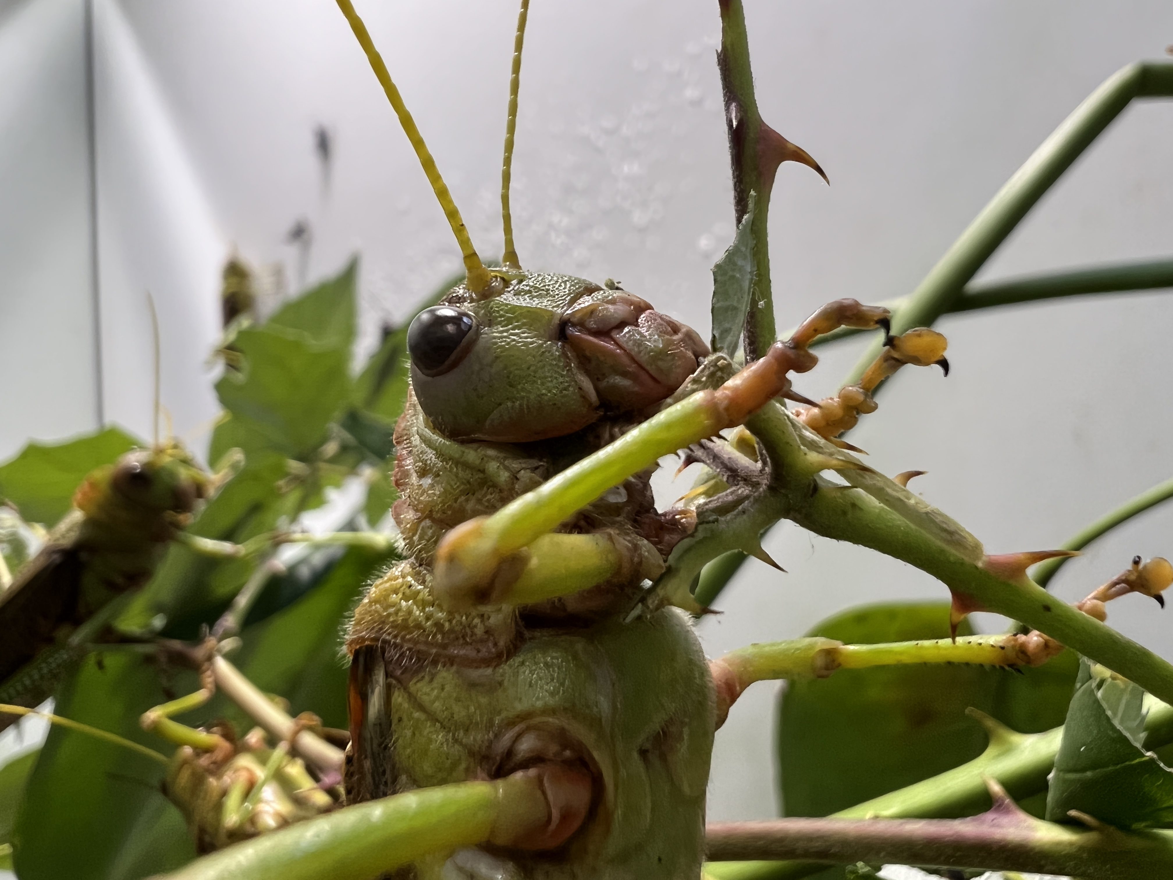 grasshopper eating leaves