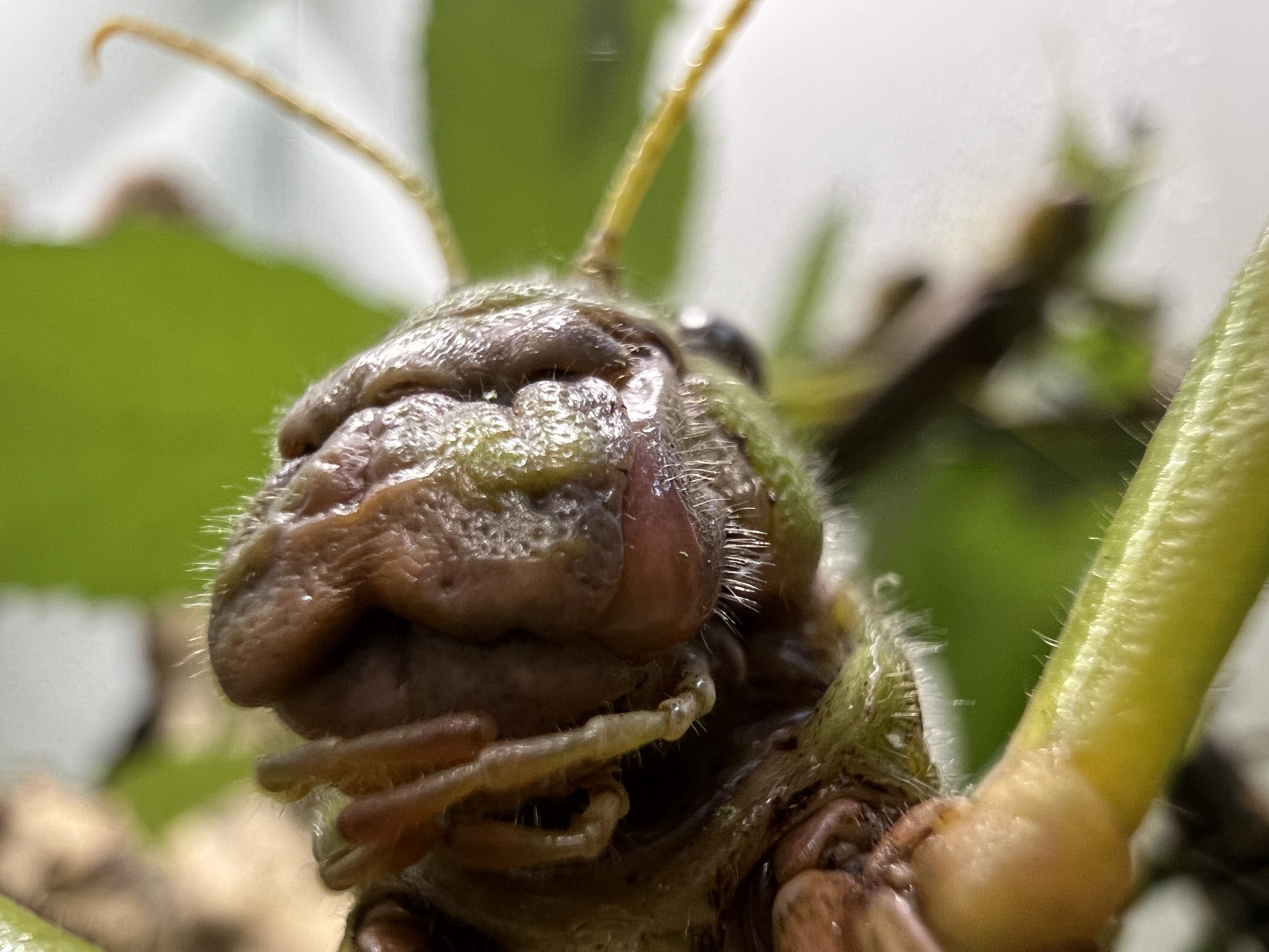 grasshopper face close up