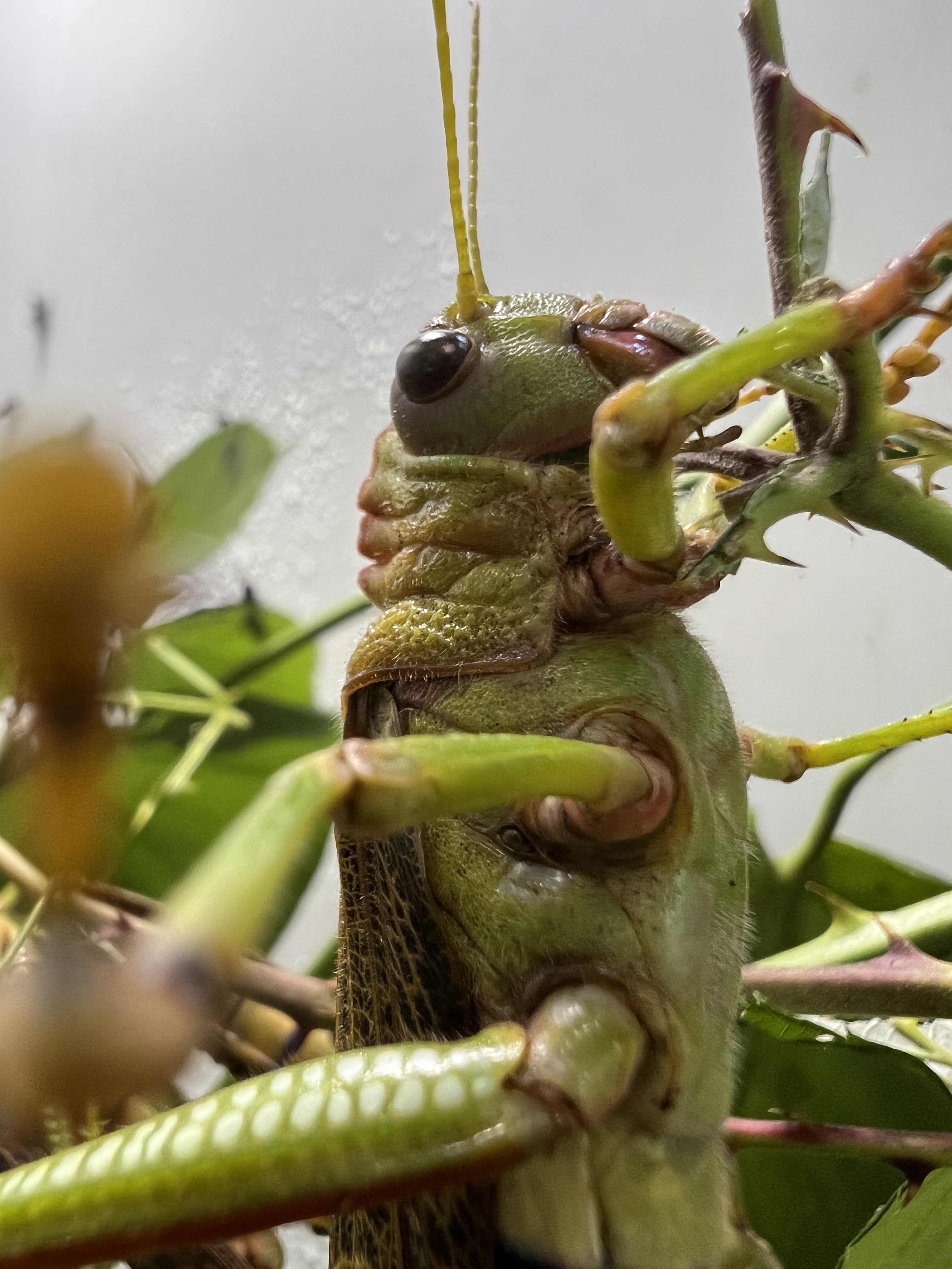 grasshopper side view