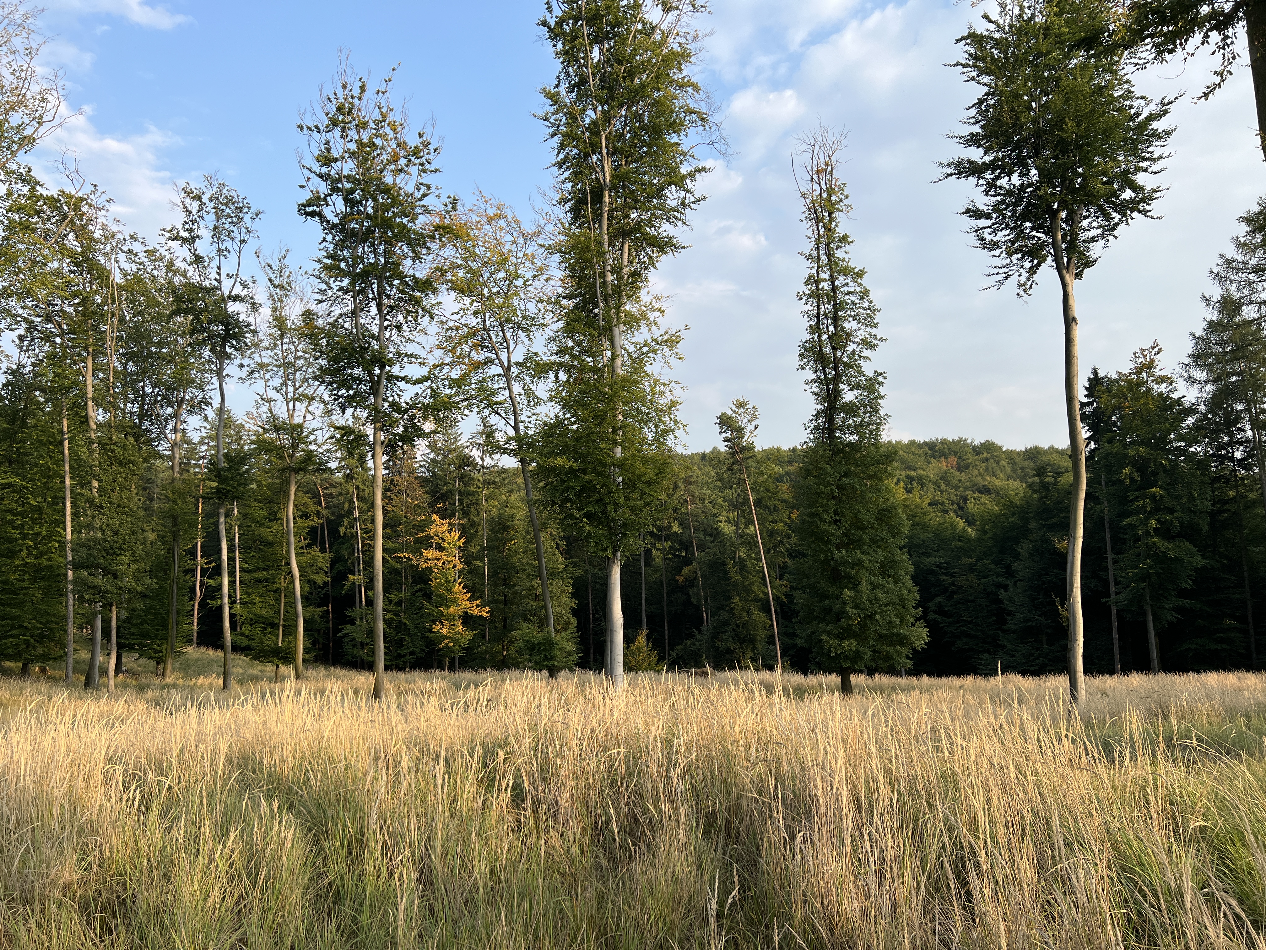 grassy field with trees