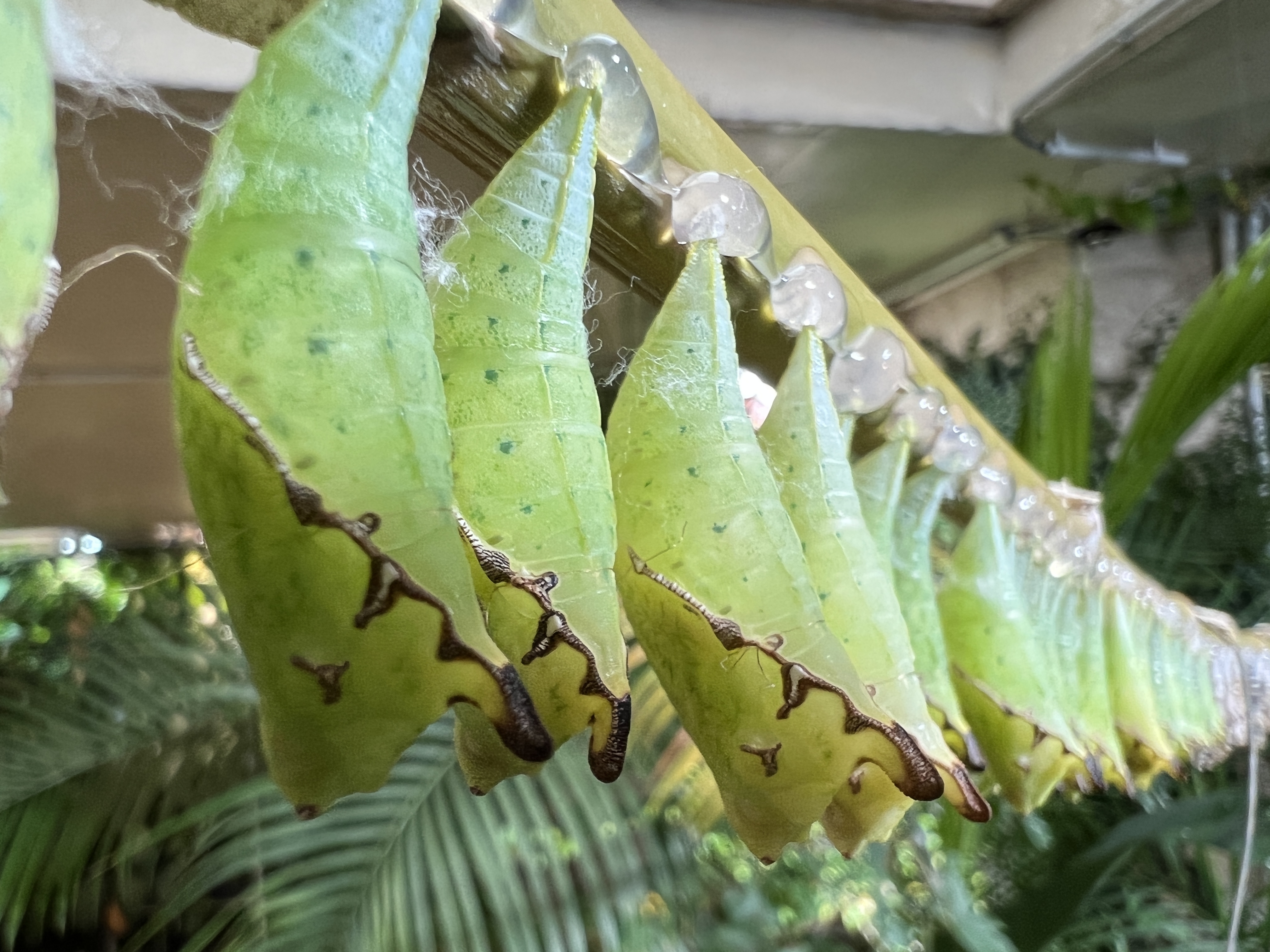 green chrysalis hanging