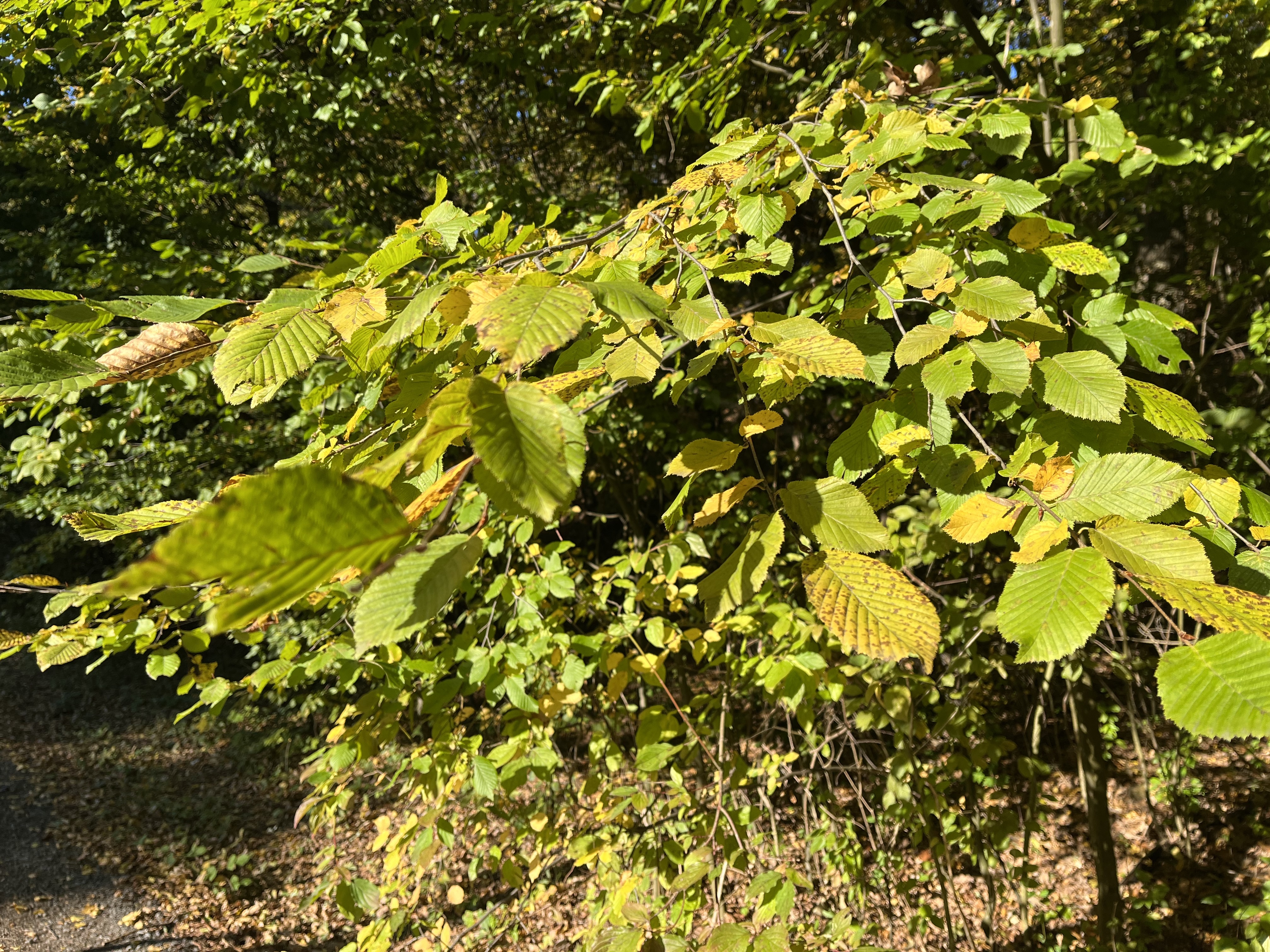 green leaves sunlight
