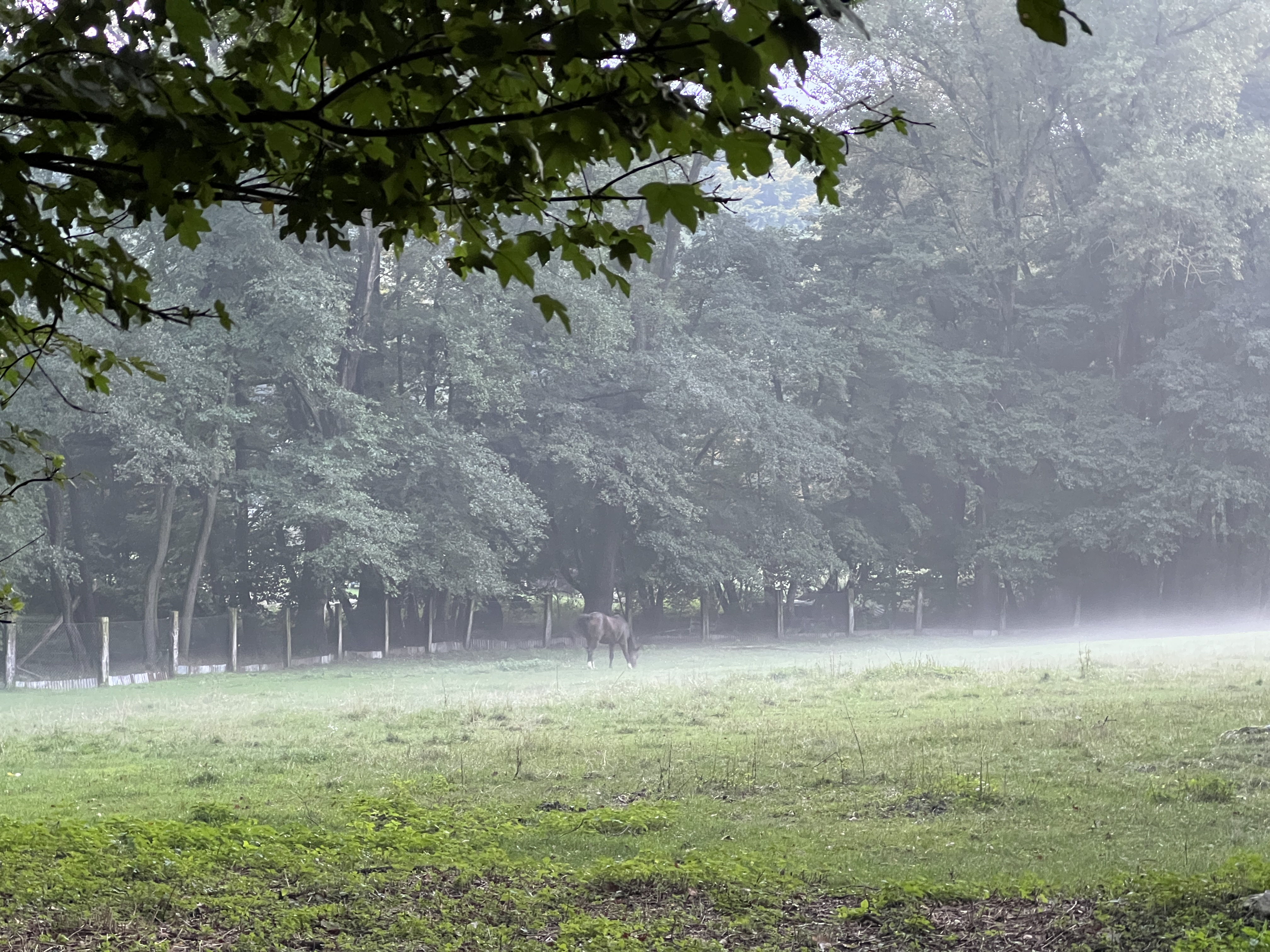 horse in misty forest