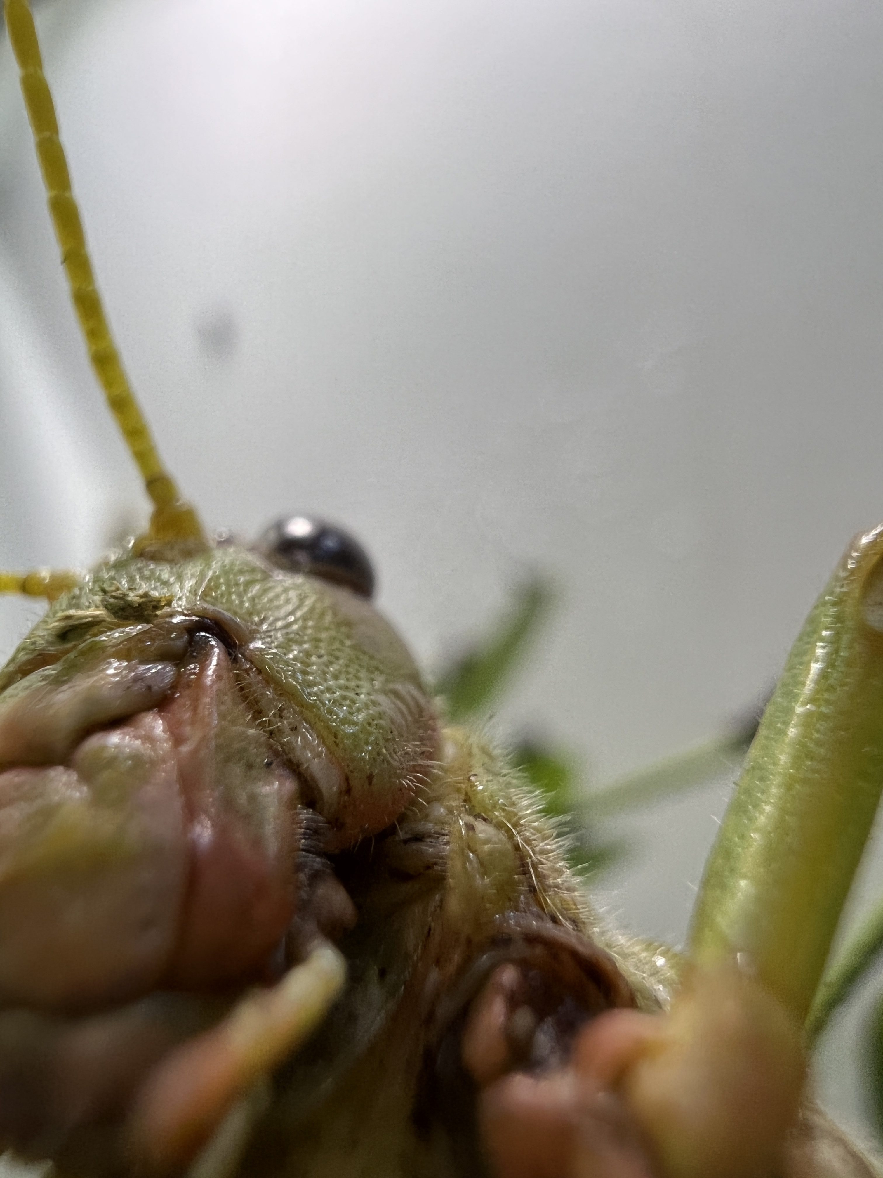insect antenna close up