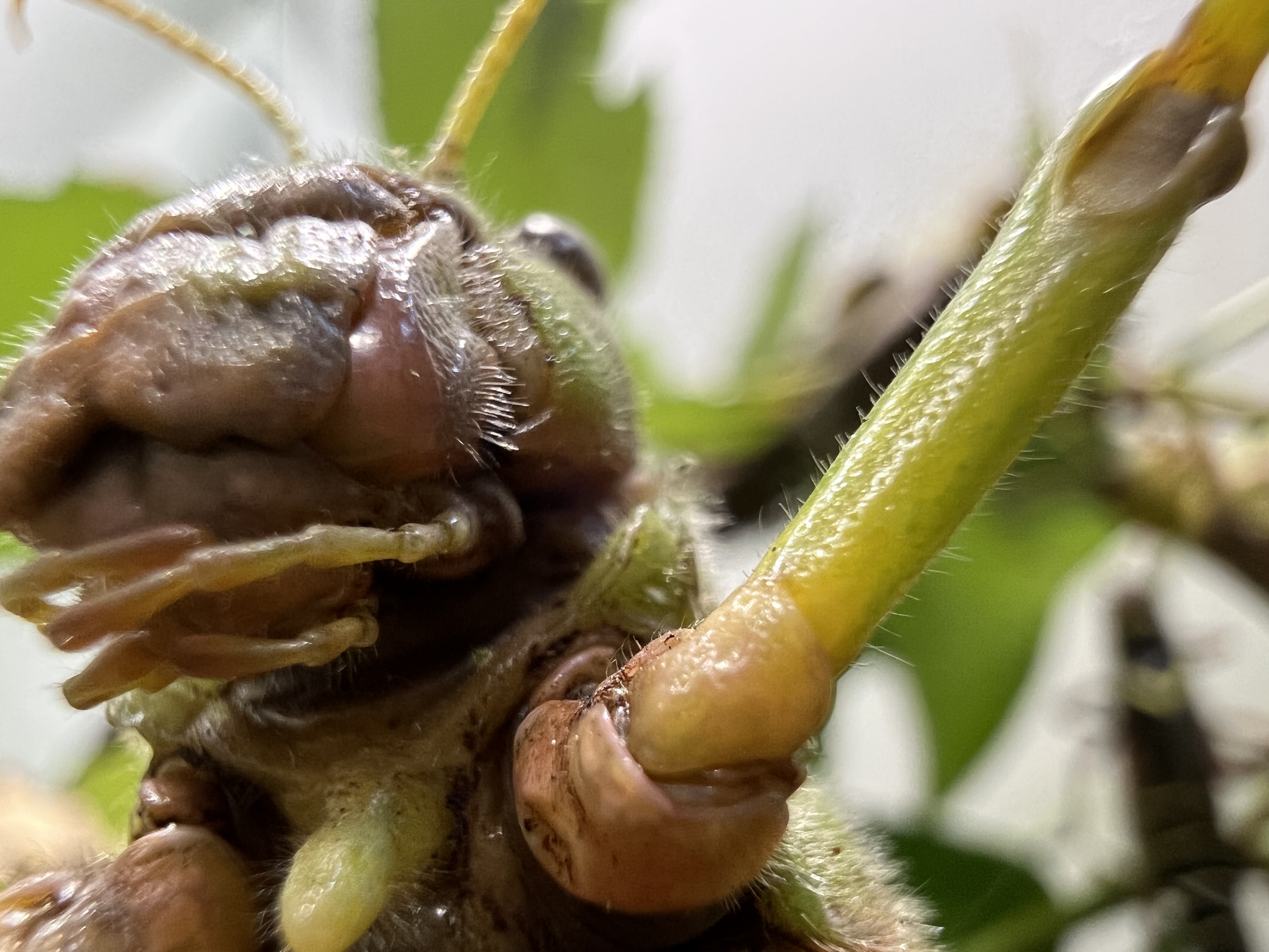 insect close up leaf background