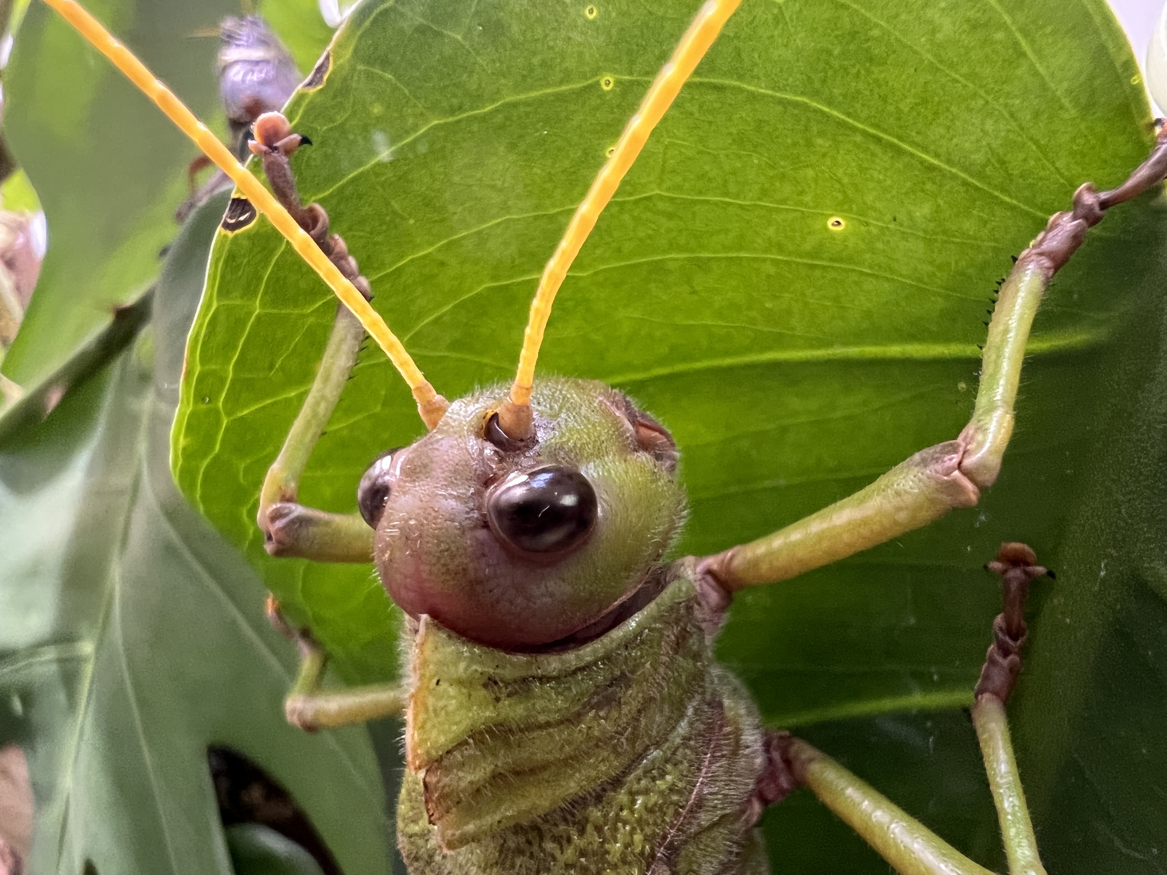 insect on leaf close up