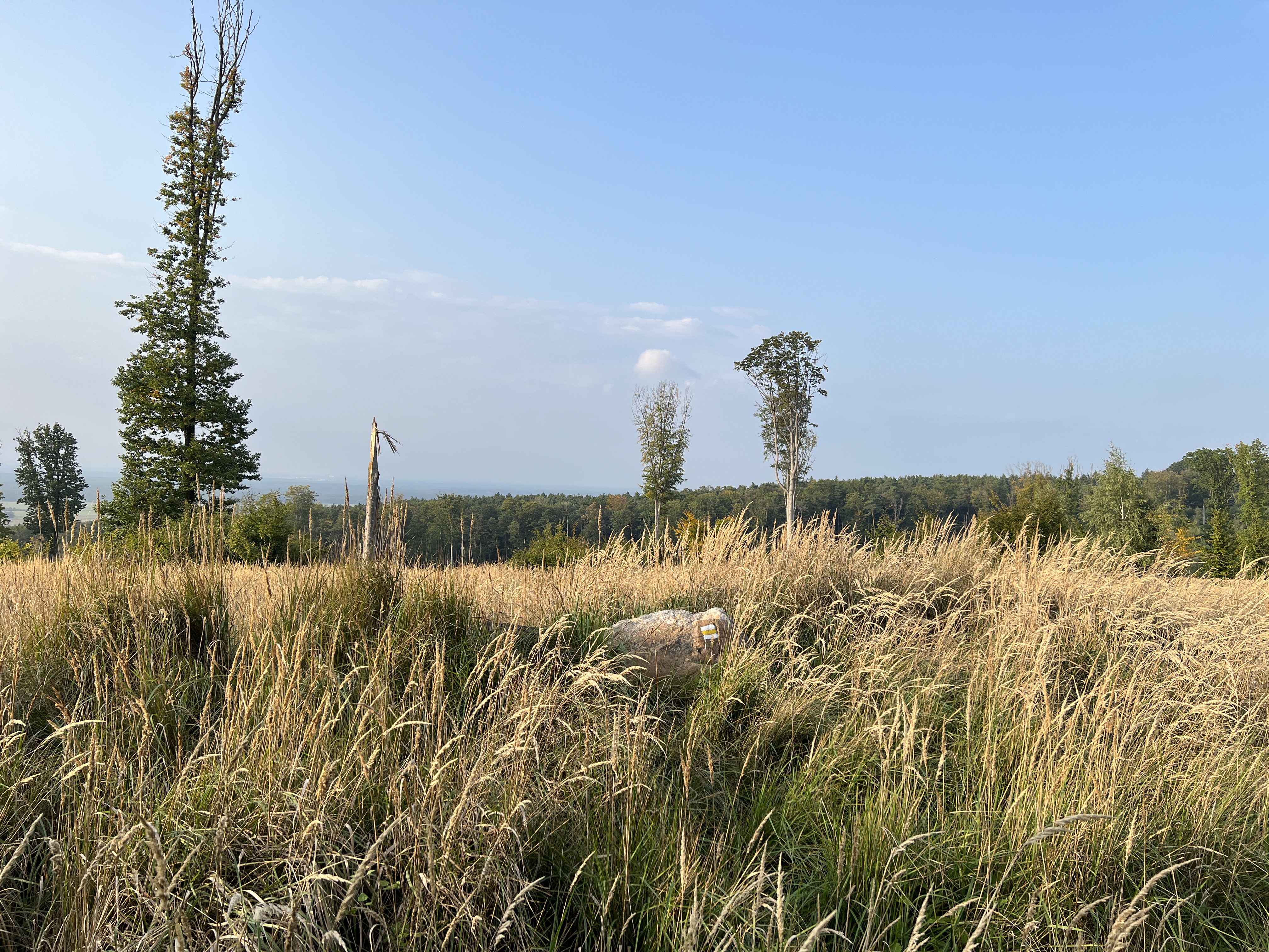 landscape tall grass trees