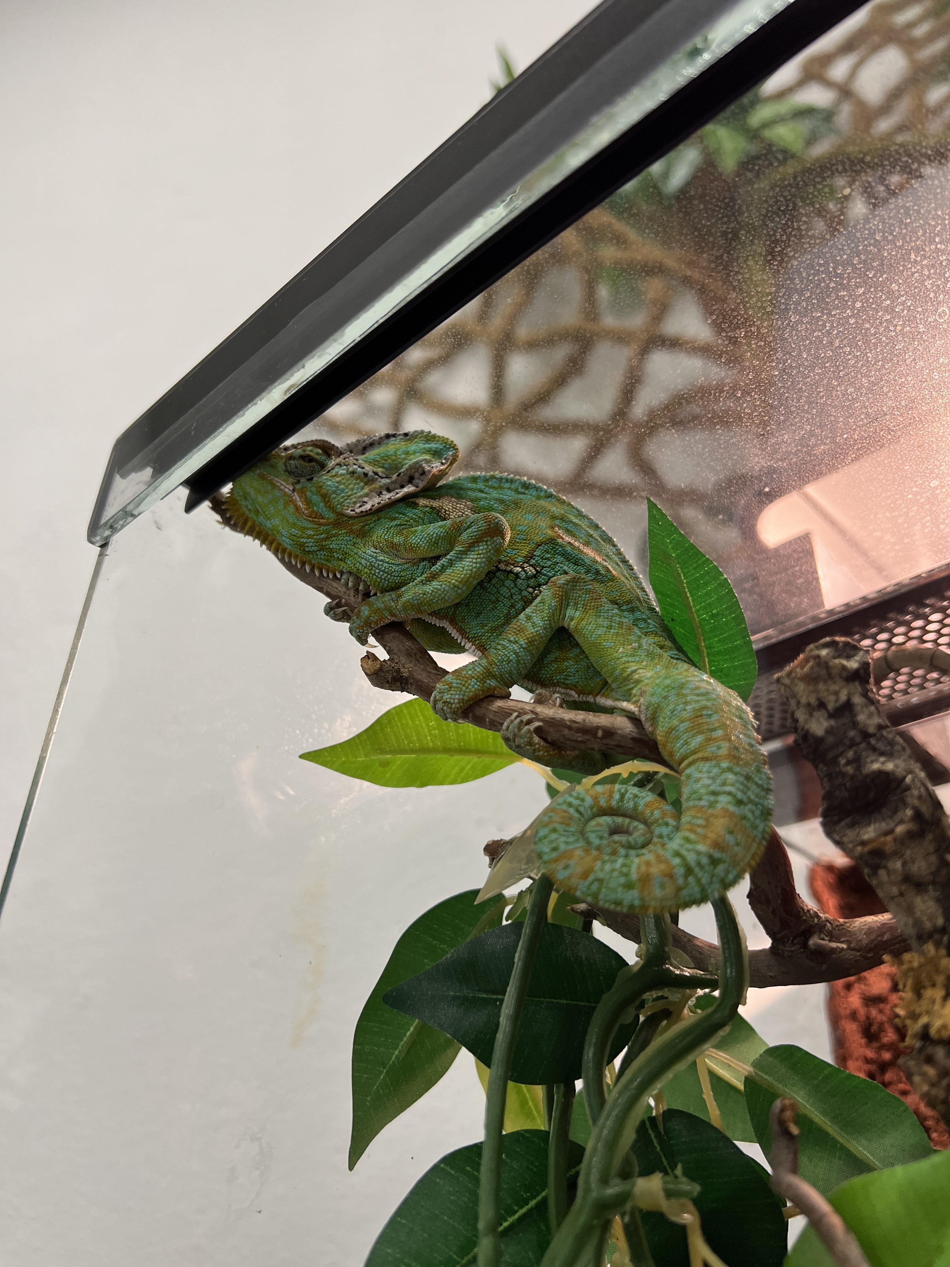 leguan iphone 13 pro