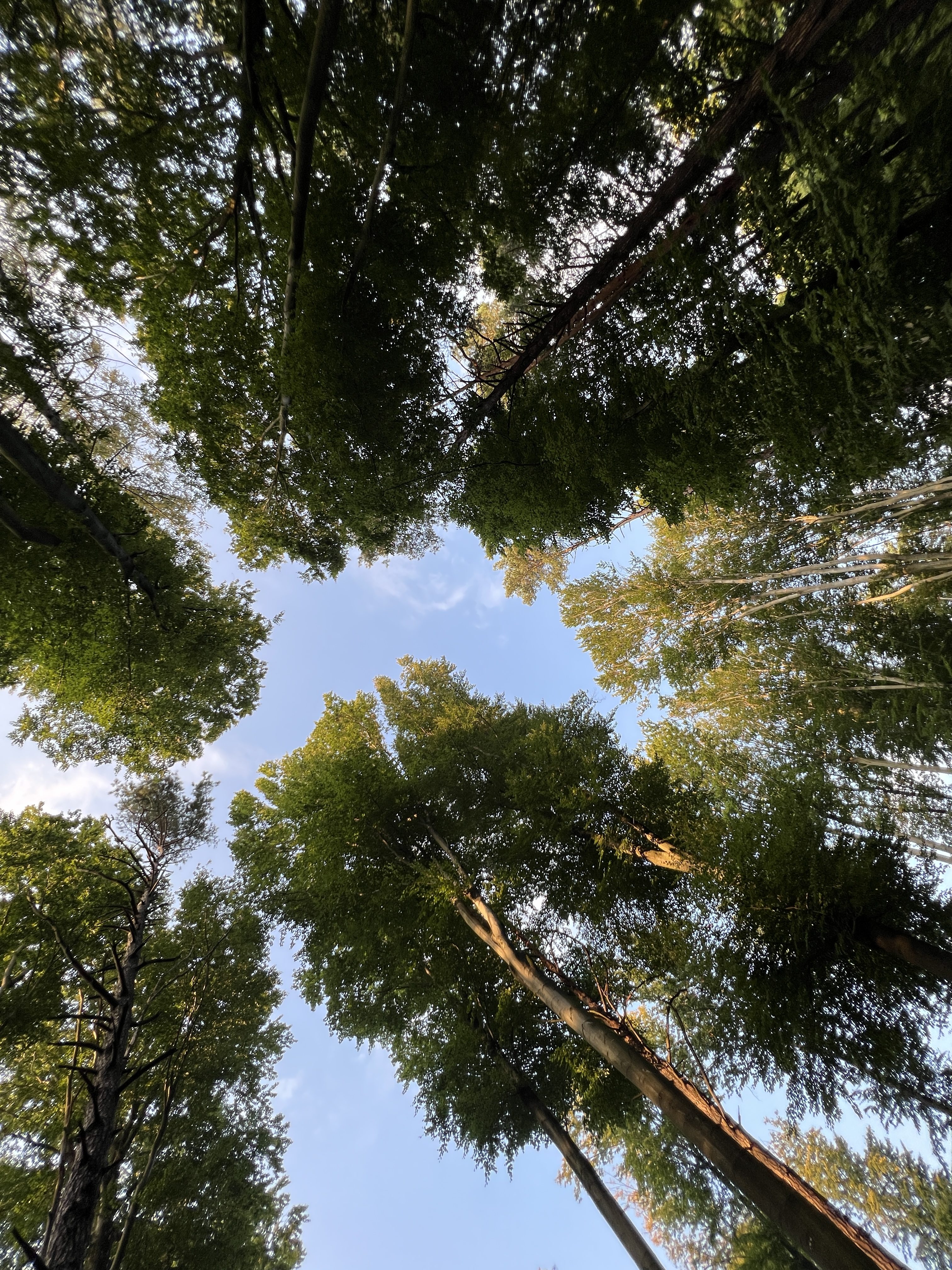 looking up at trees