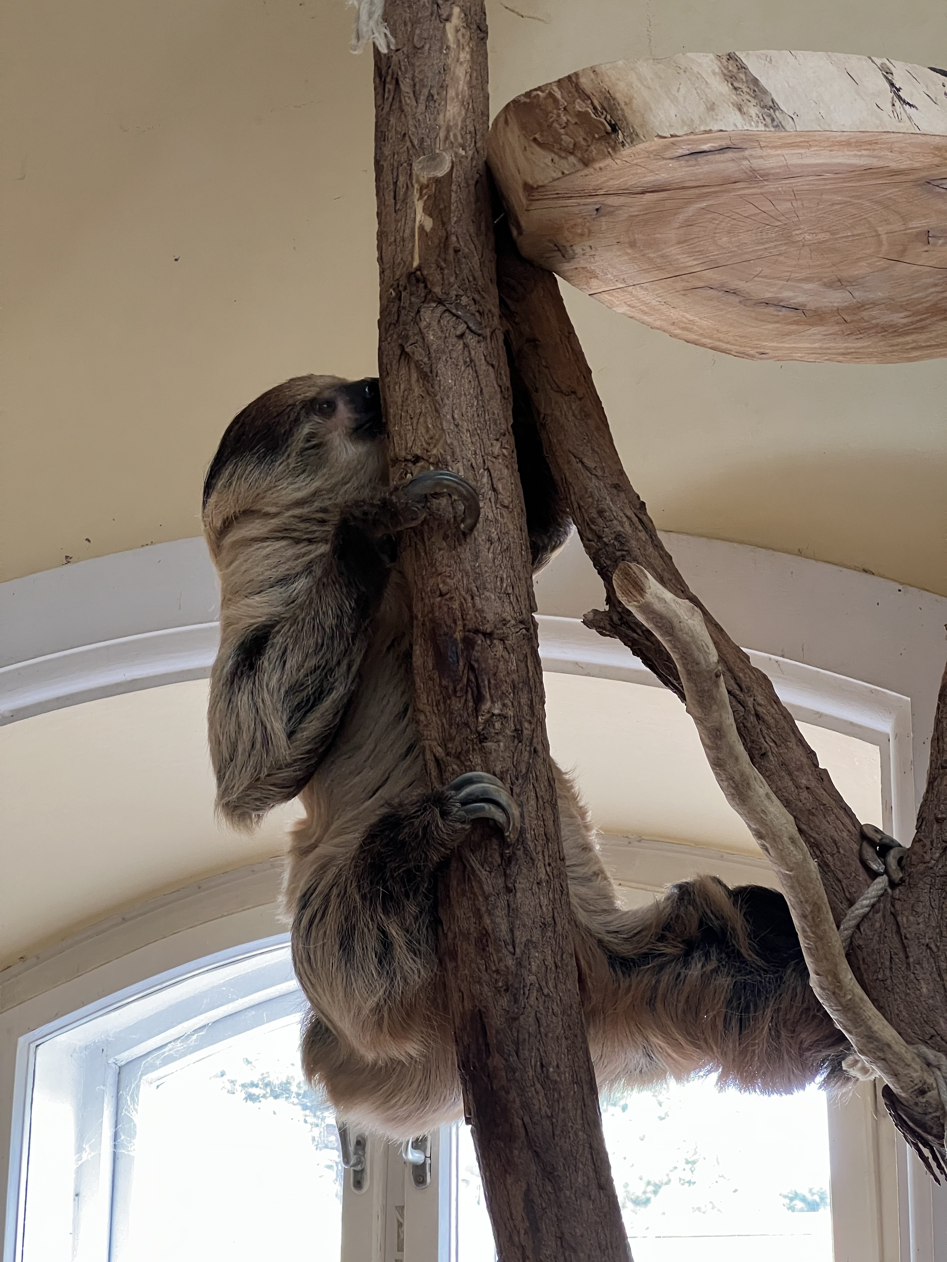 sloth climbing tree