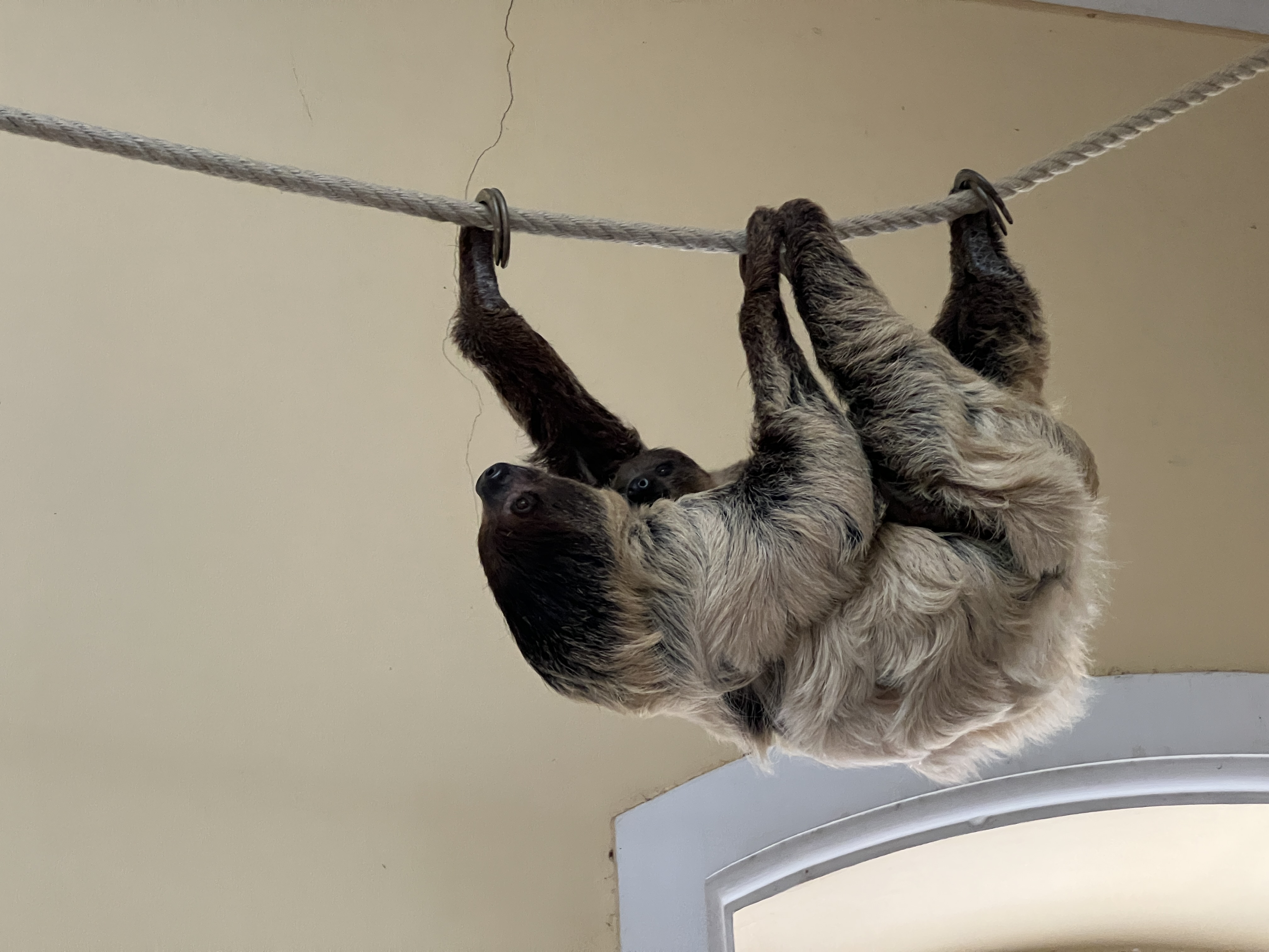 sloth hanging on rope