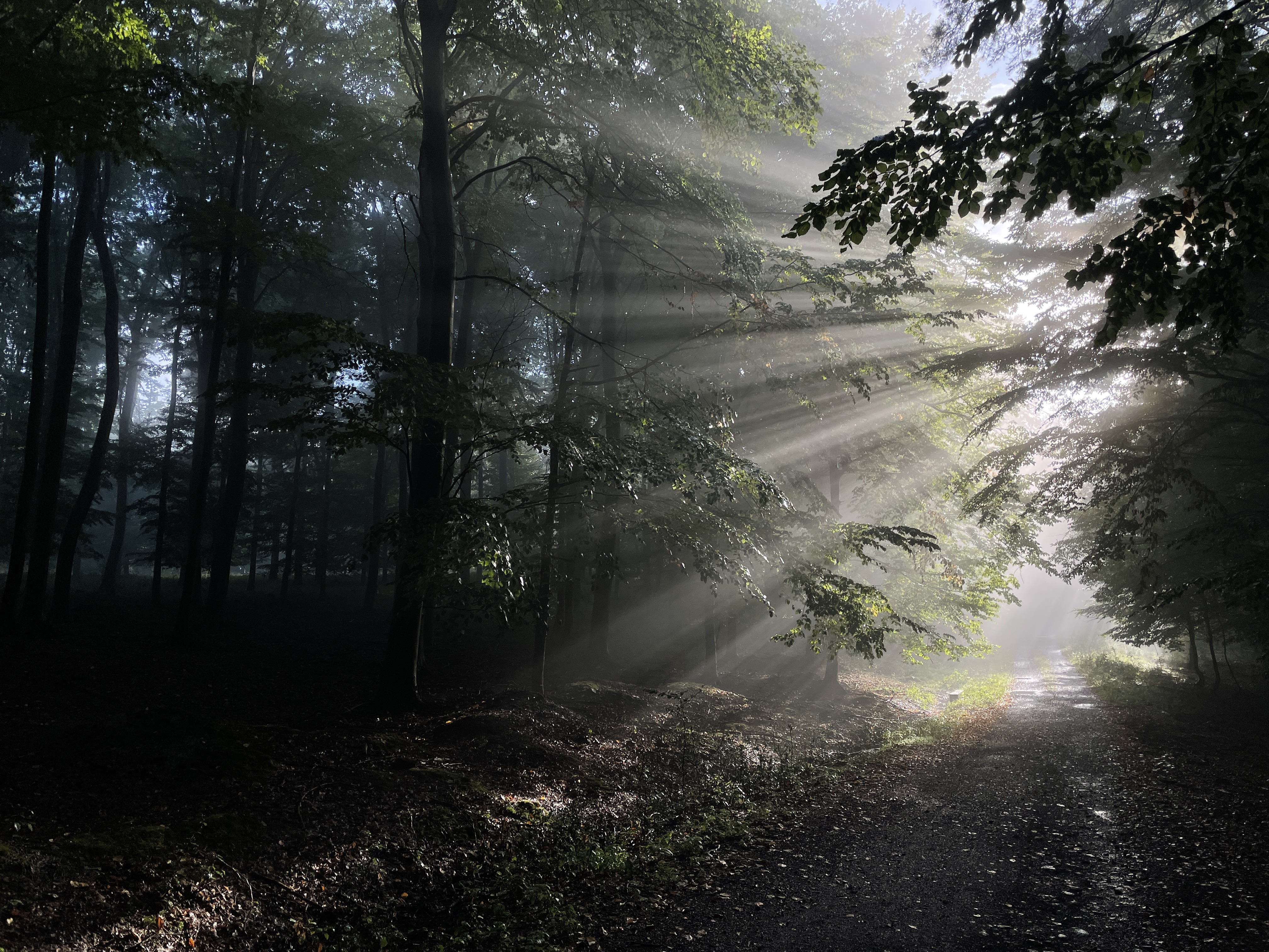 sunlight streaming through forest trees