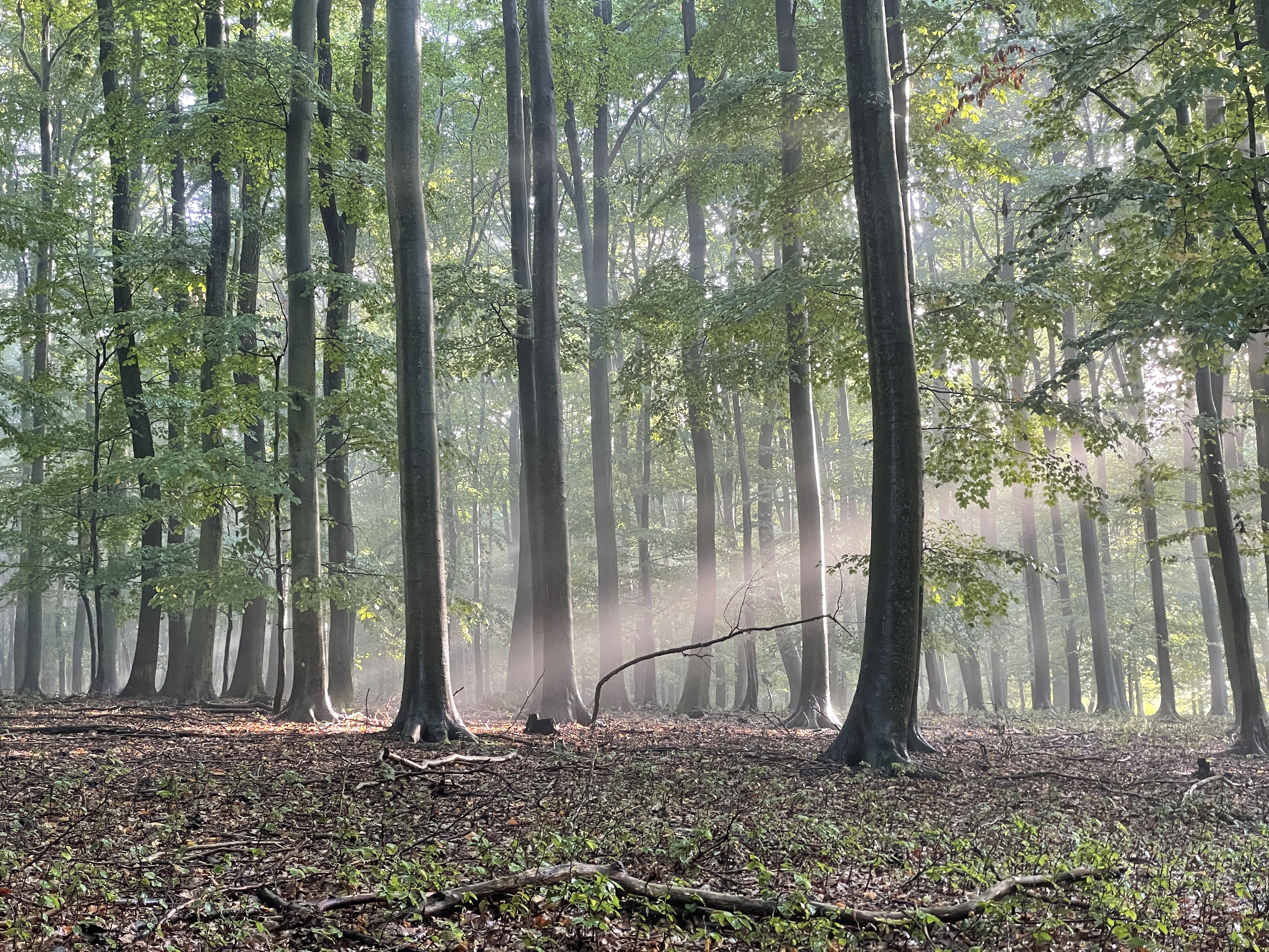 sunlight through forest trees