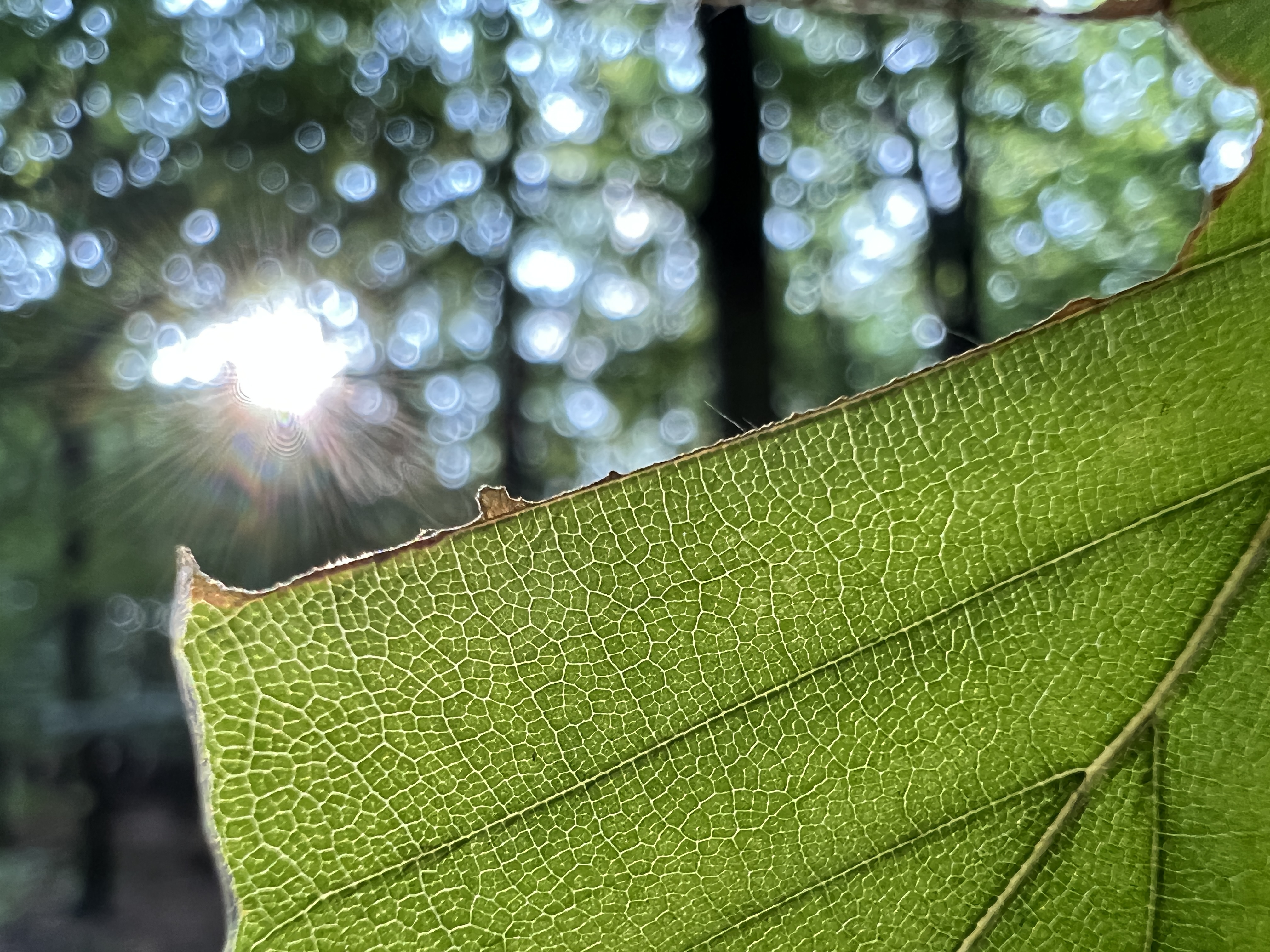 sunlight through leaf
