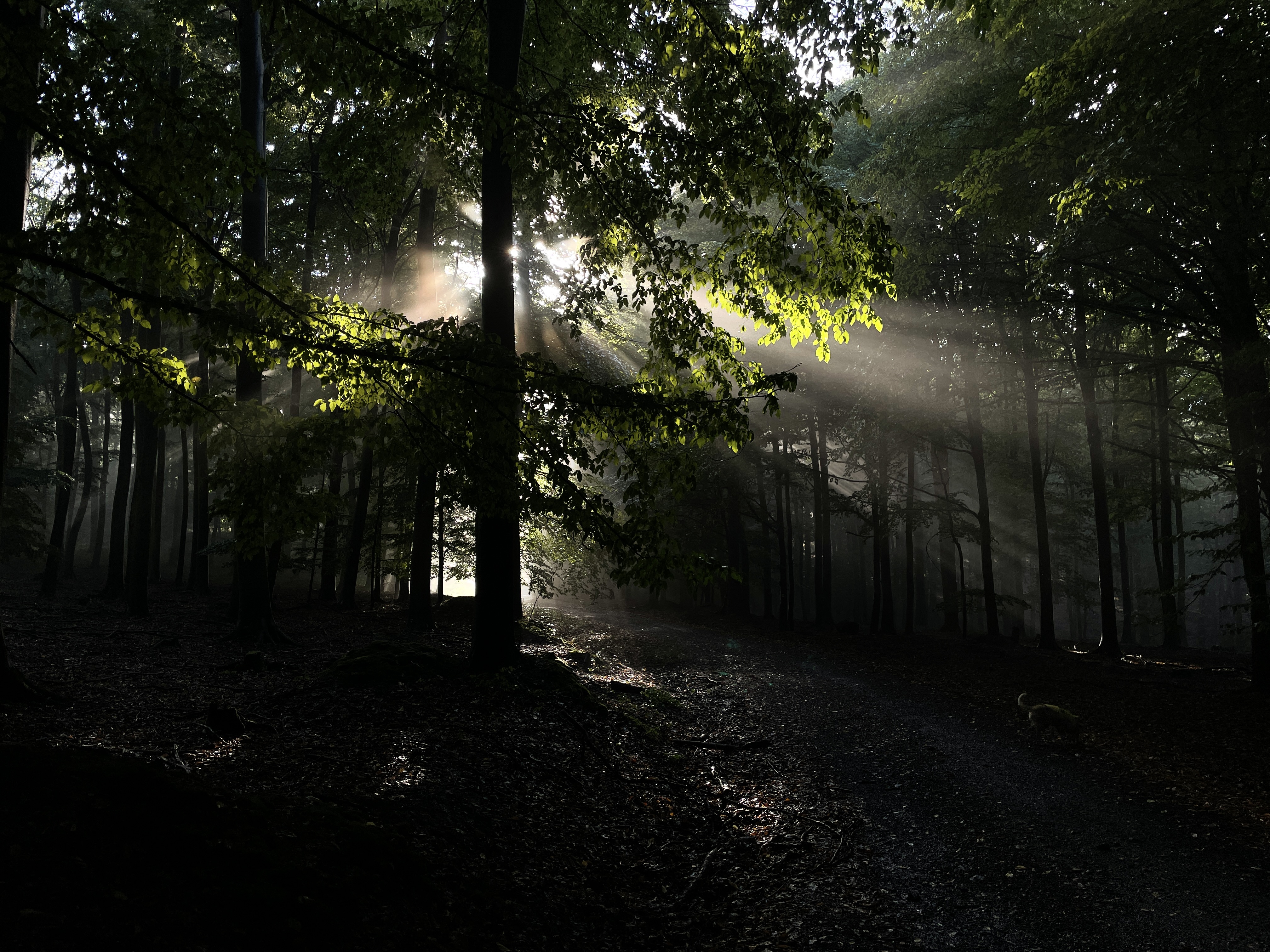 sunlight through trees in forest