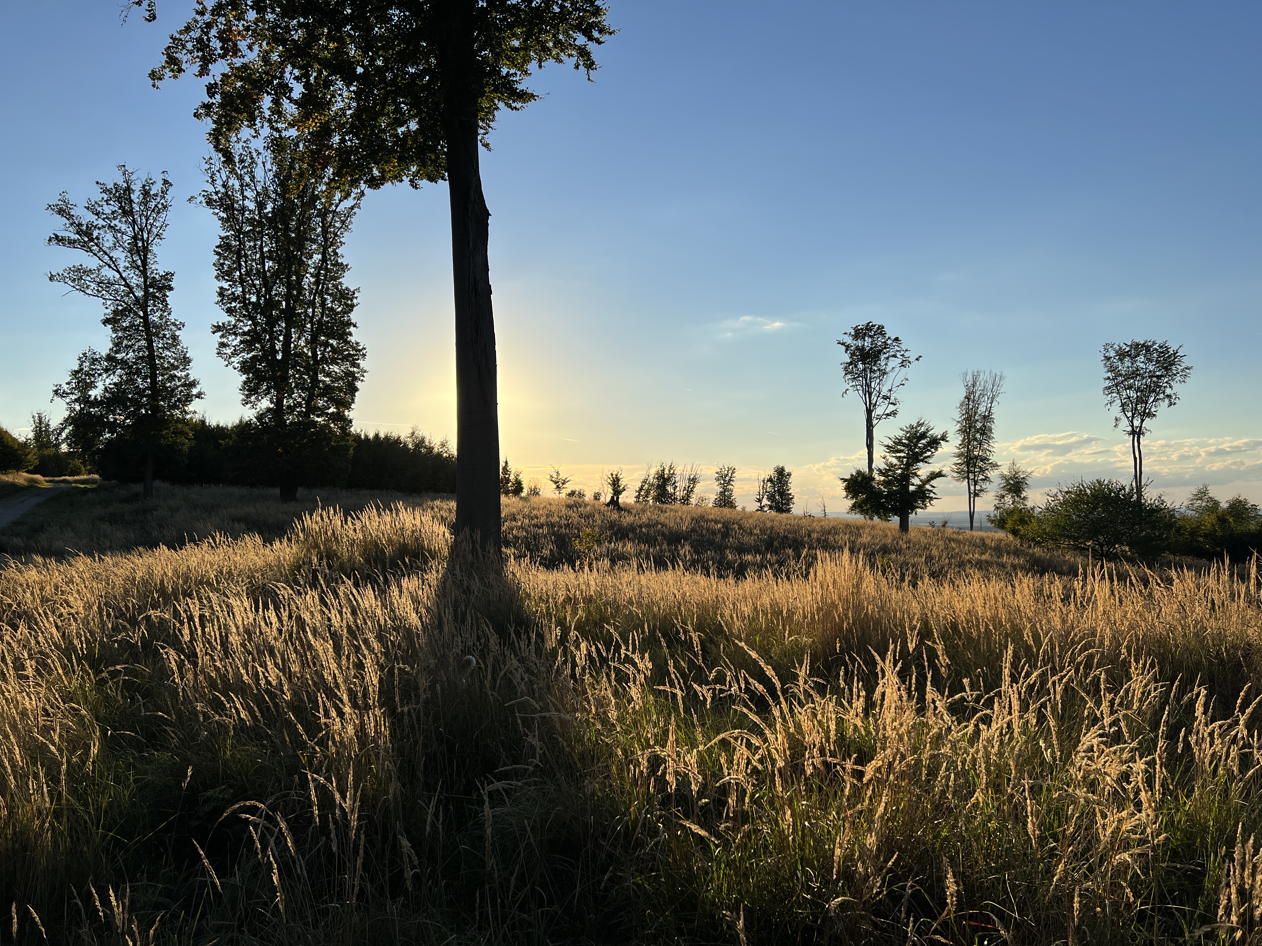 sunset over grassy field