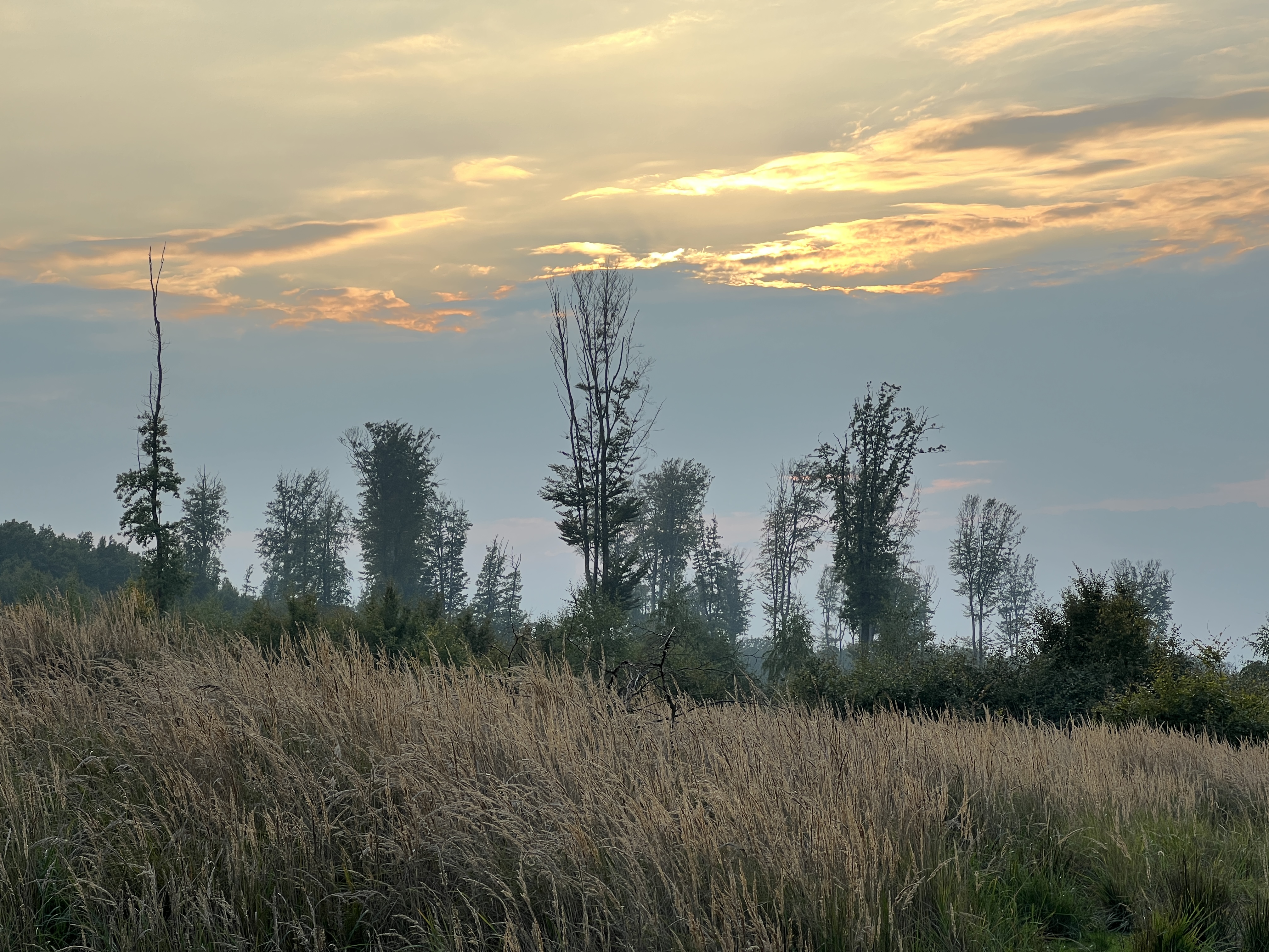 sunset over tall grass