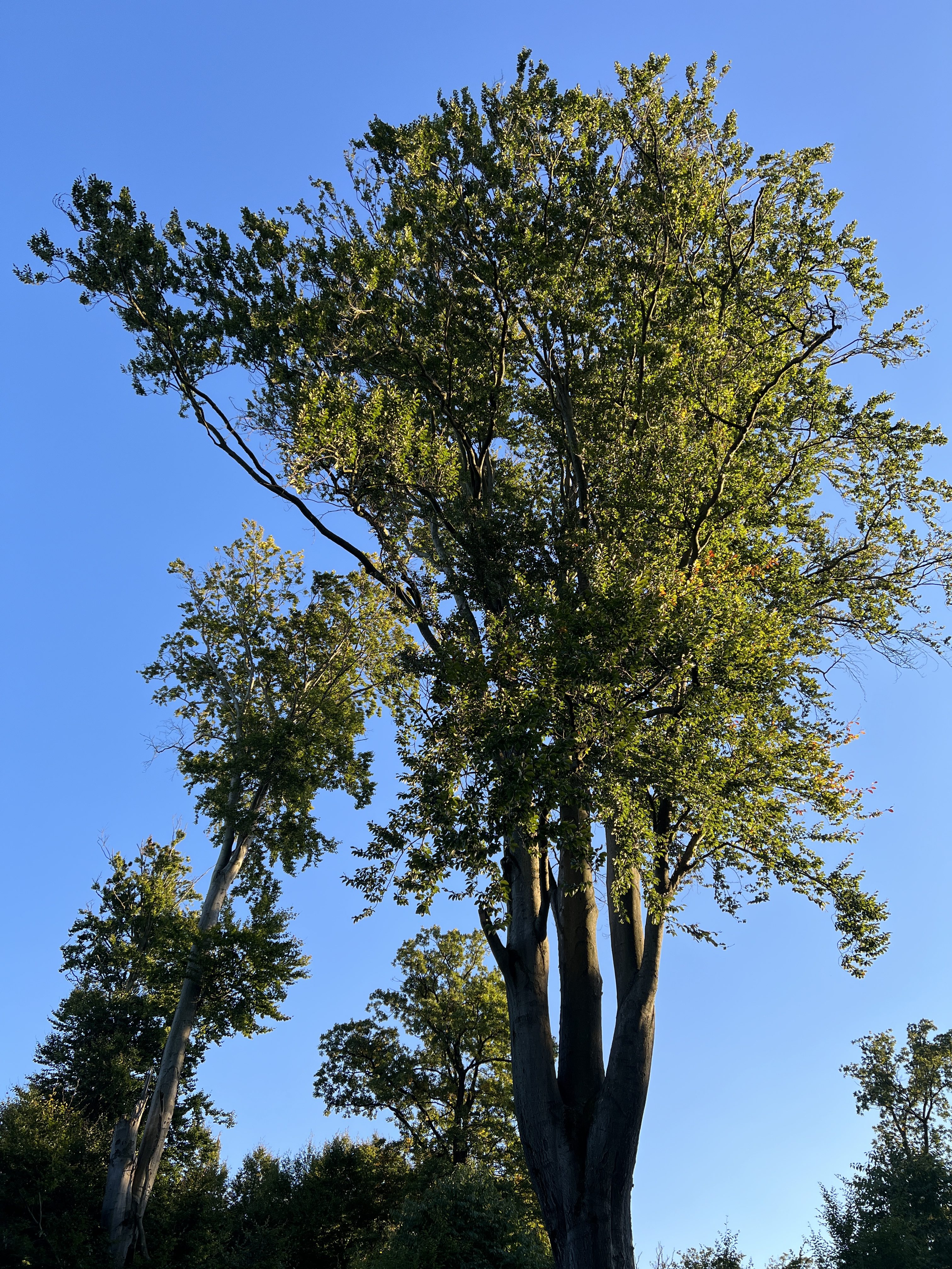tall tree against sky