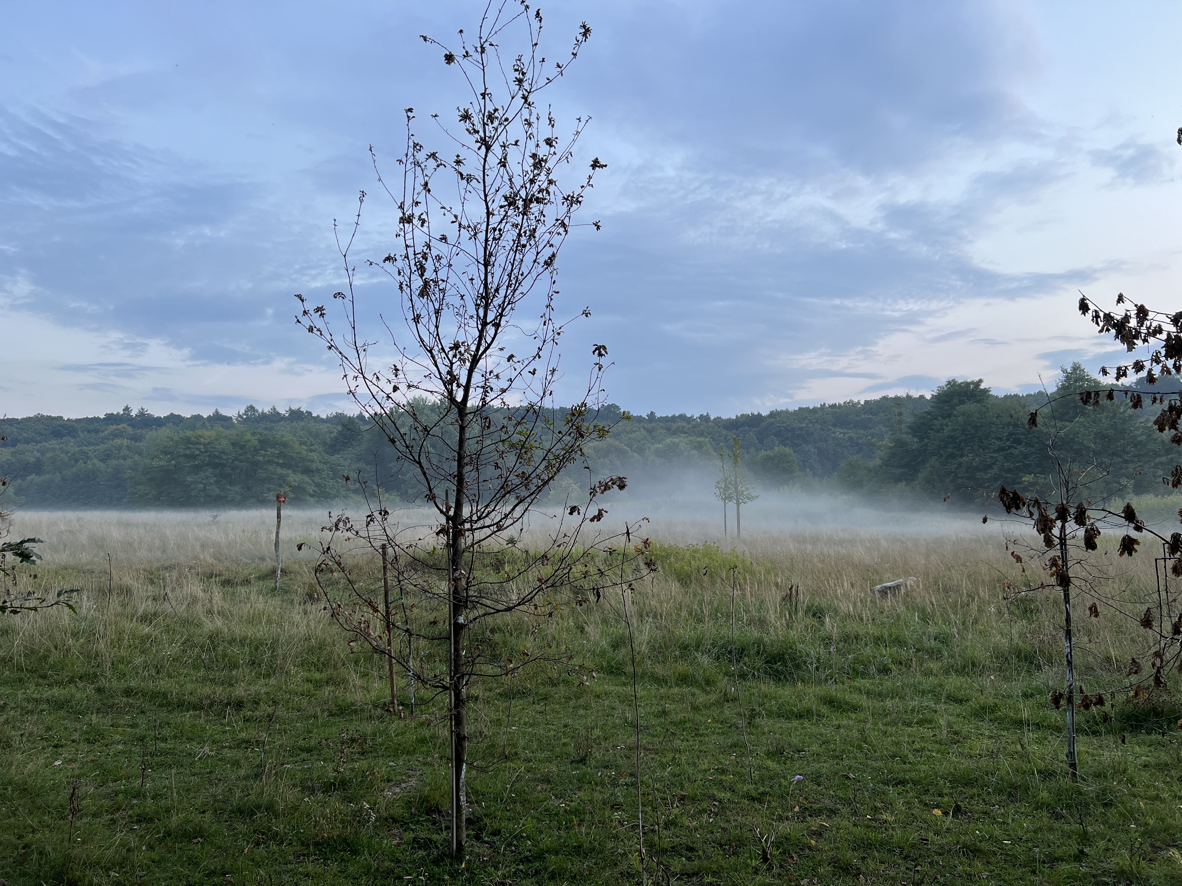 tree in misty field