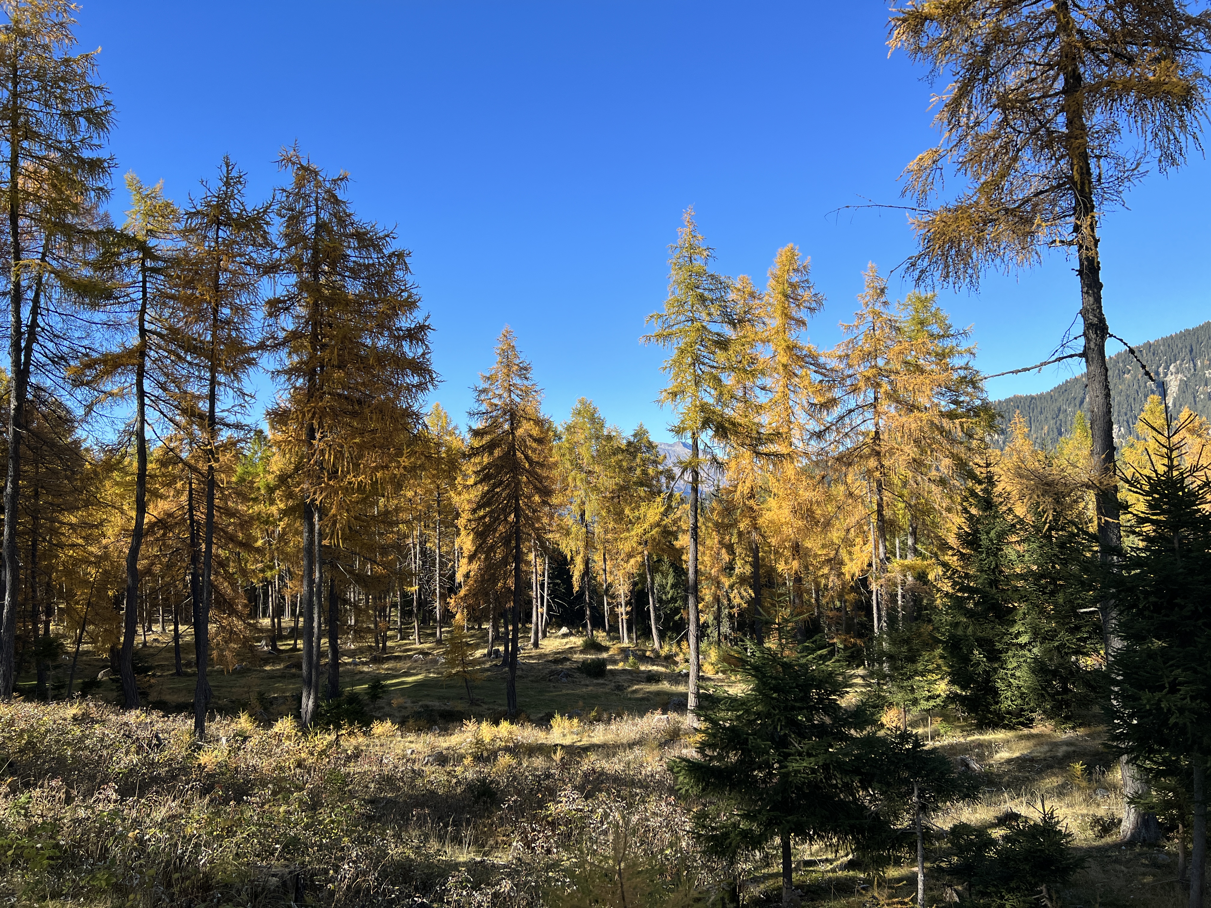 autumn forest landscape