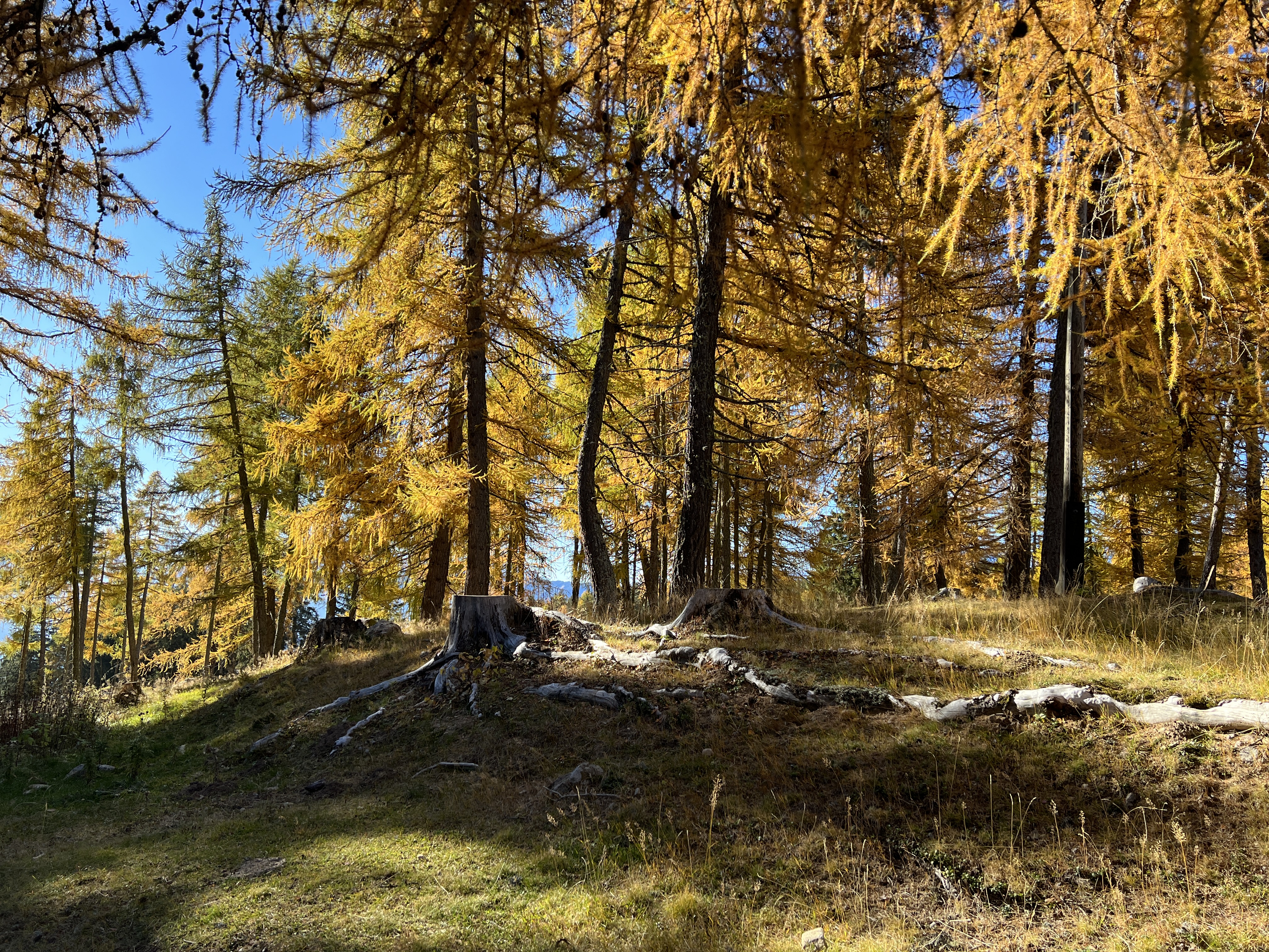 autumn forest sunlight