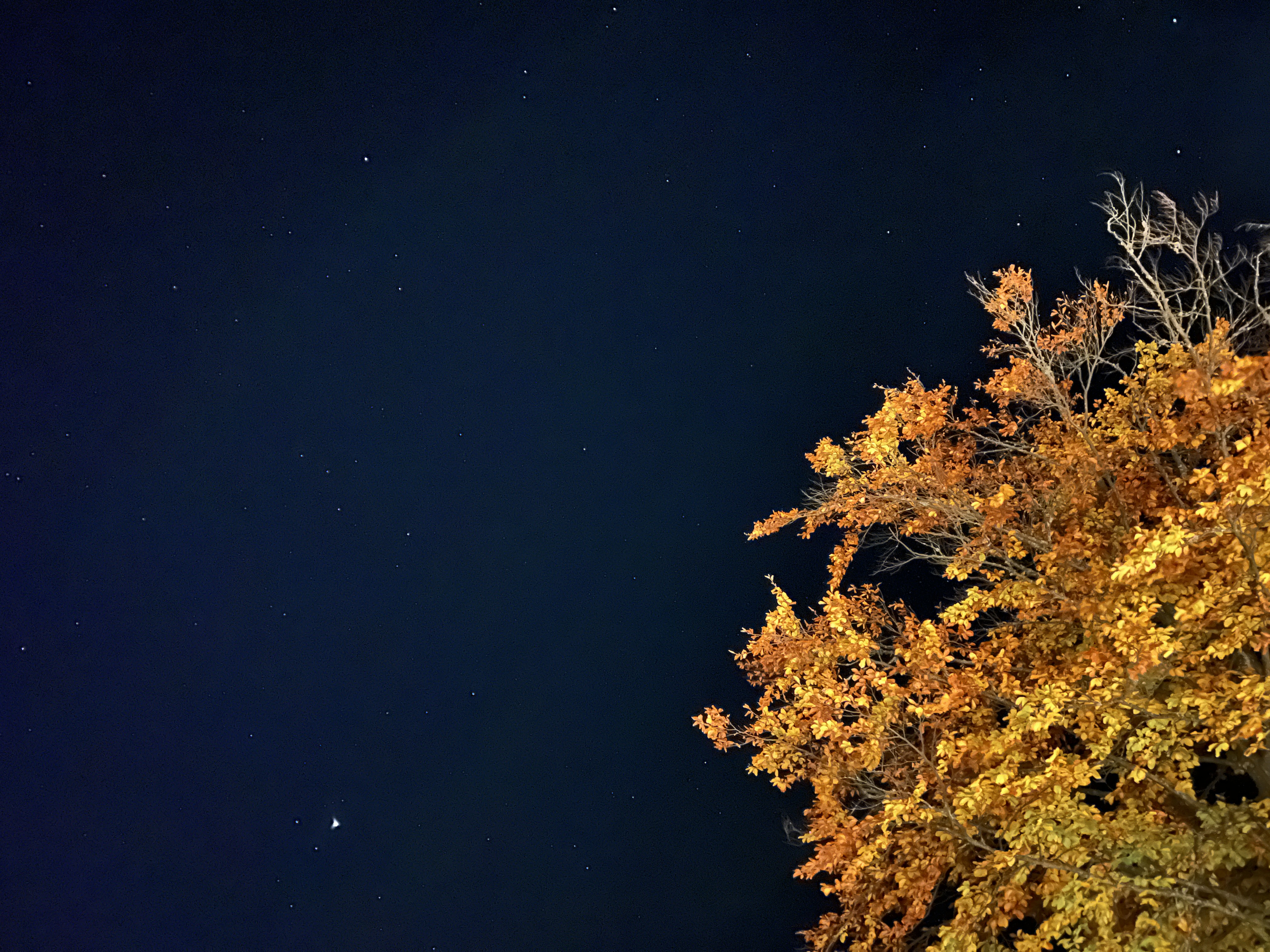 autumn tree night sky