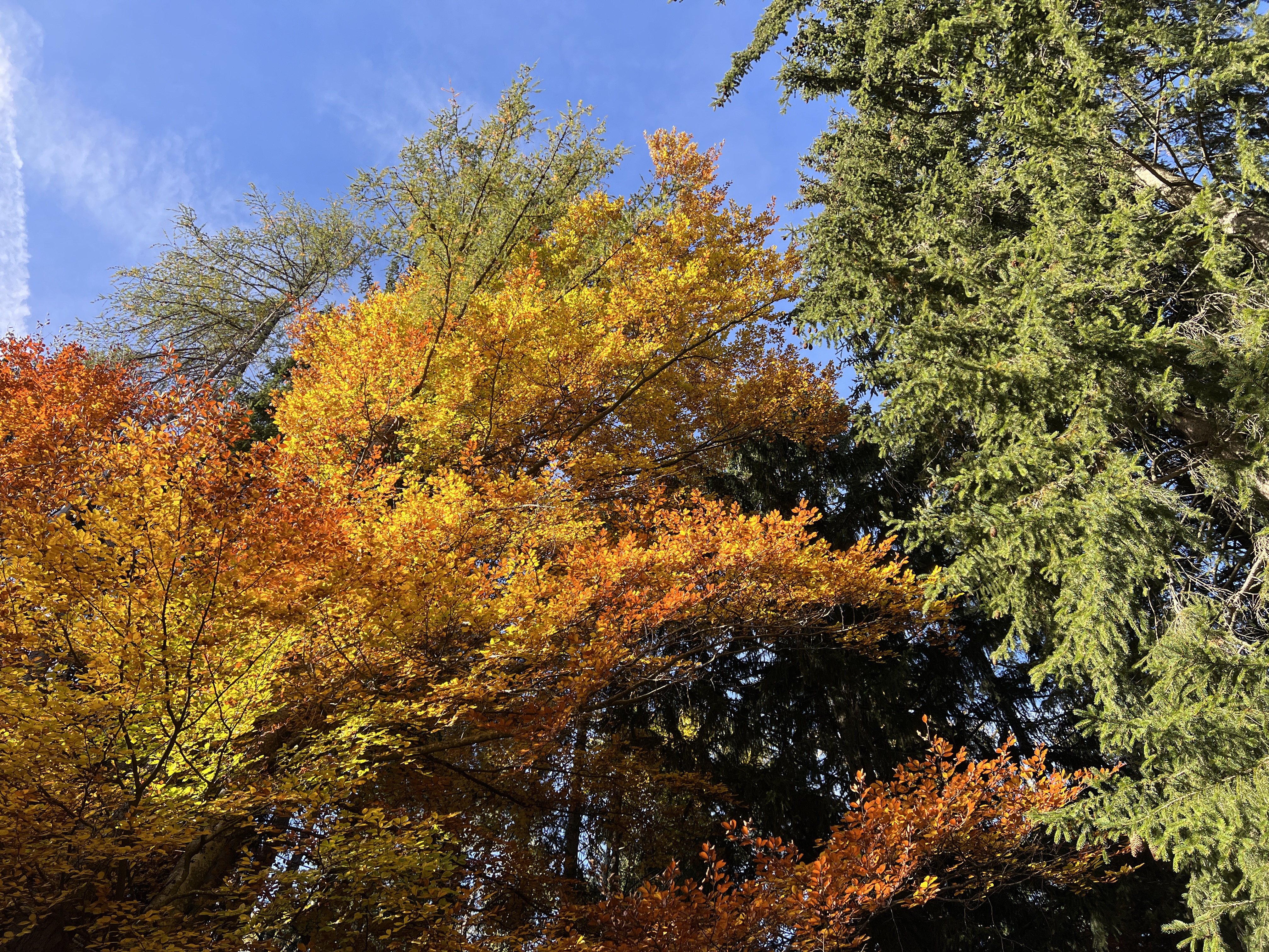 autumn trees blue sky