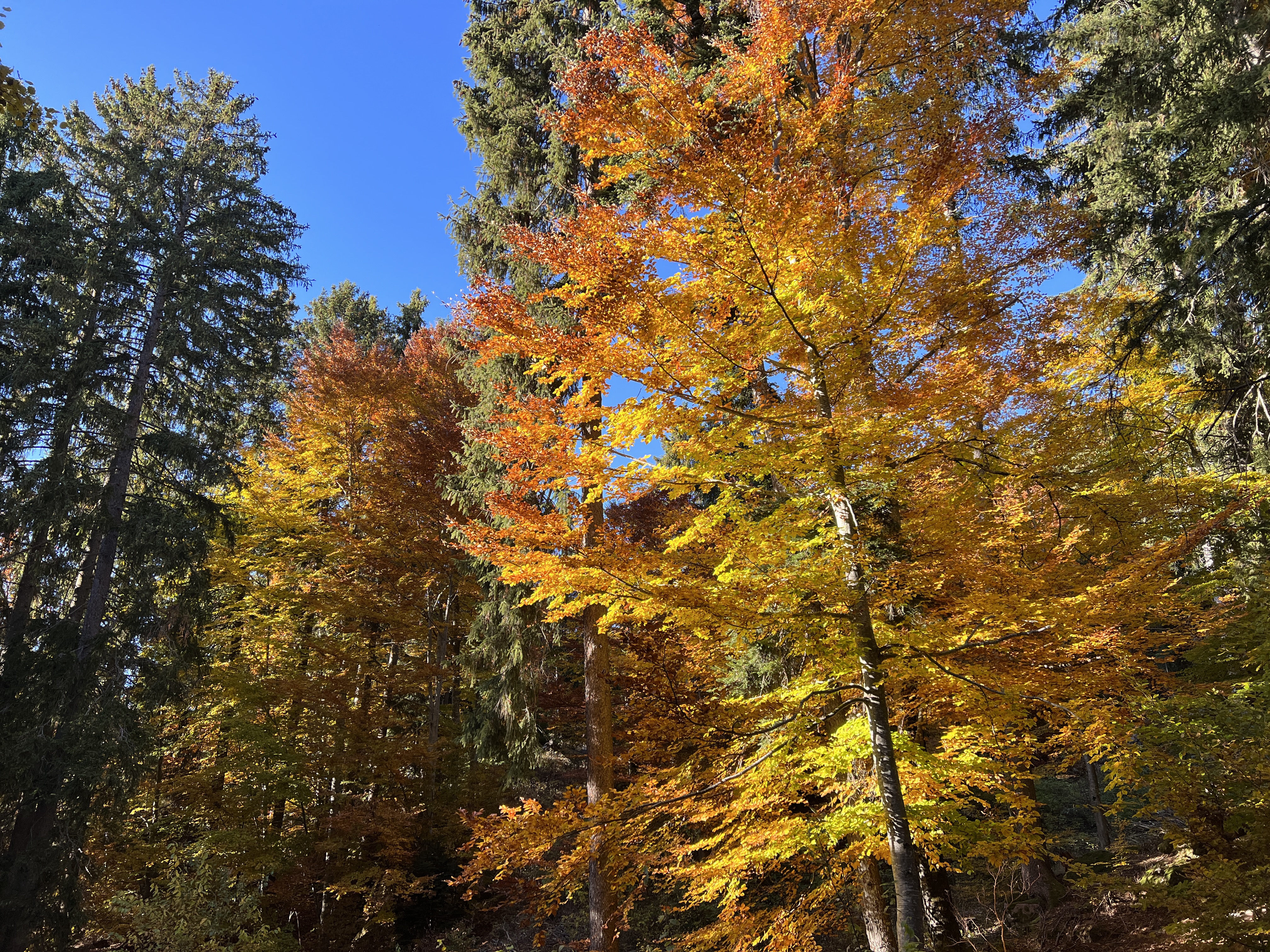 autumn trees colorful leaves