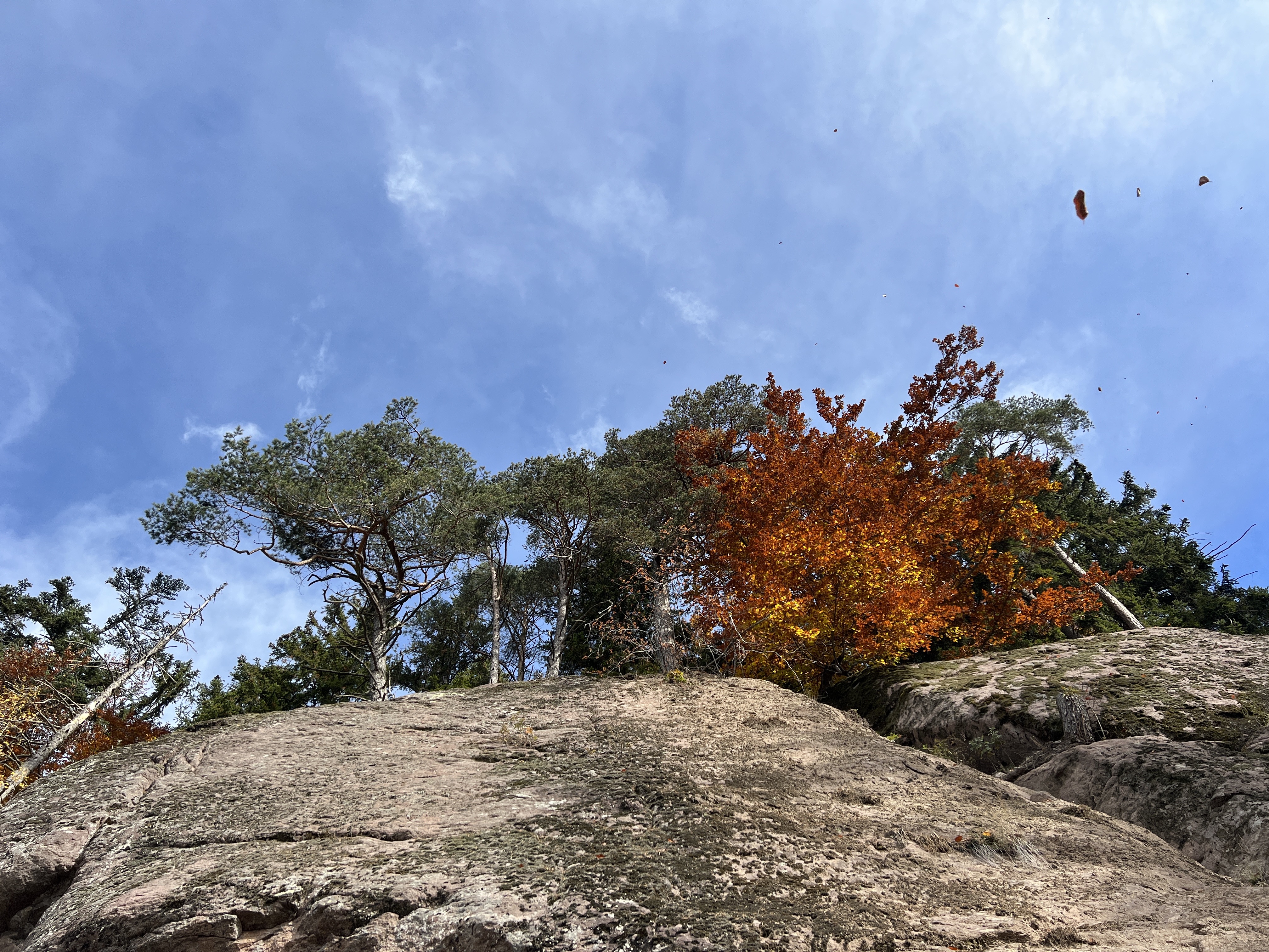 autumn trees on rocky hill