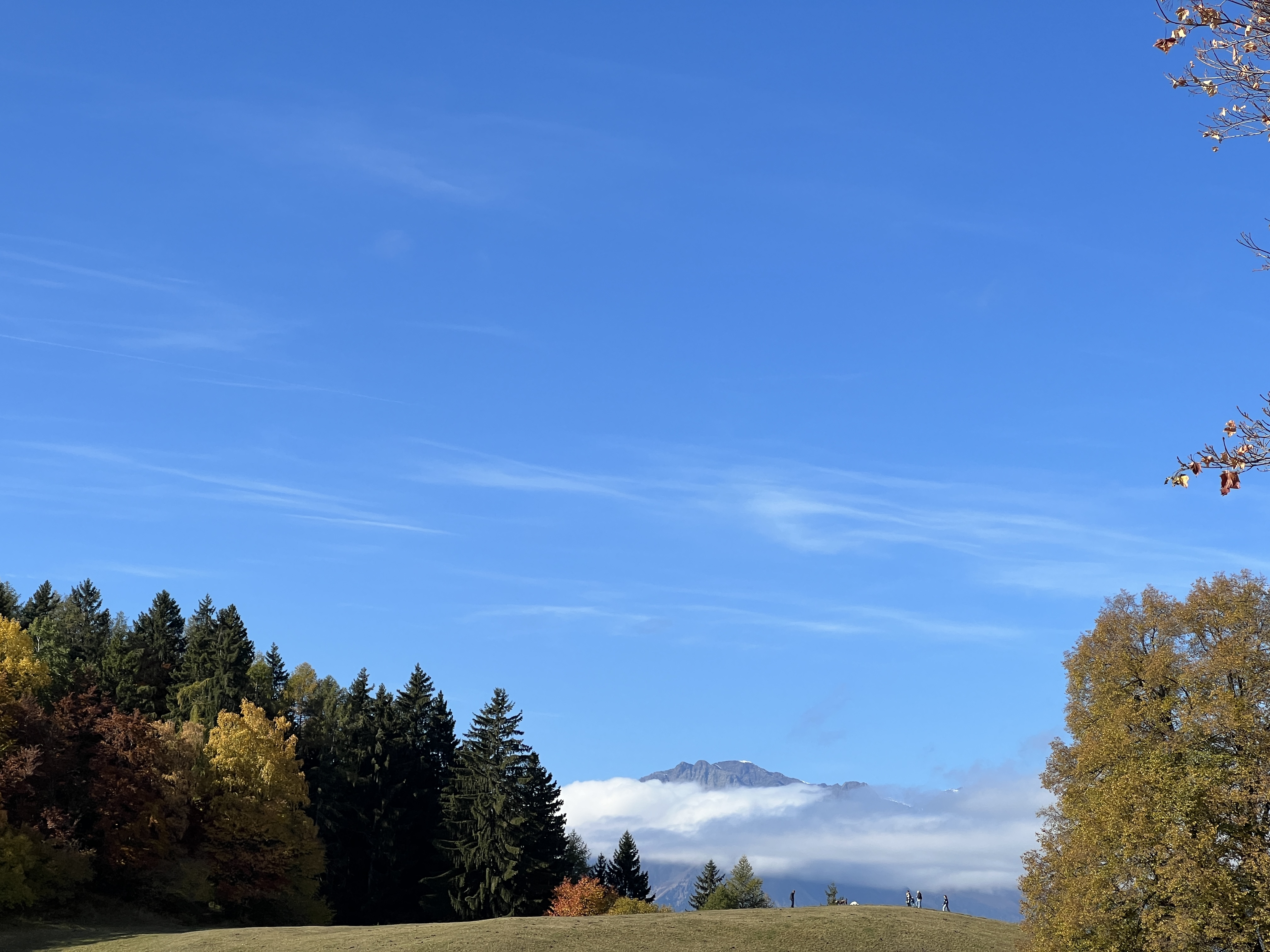clear sky over forest