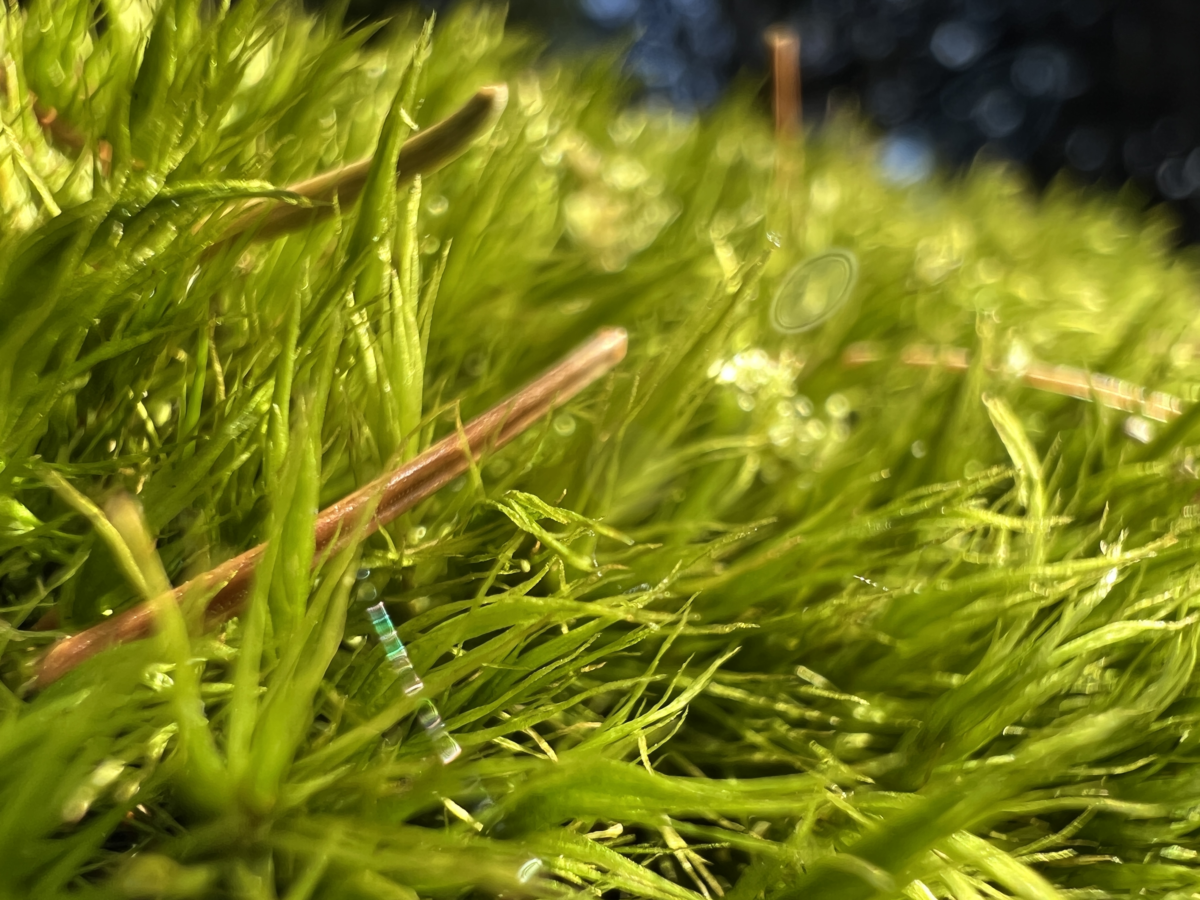 close up green grass
