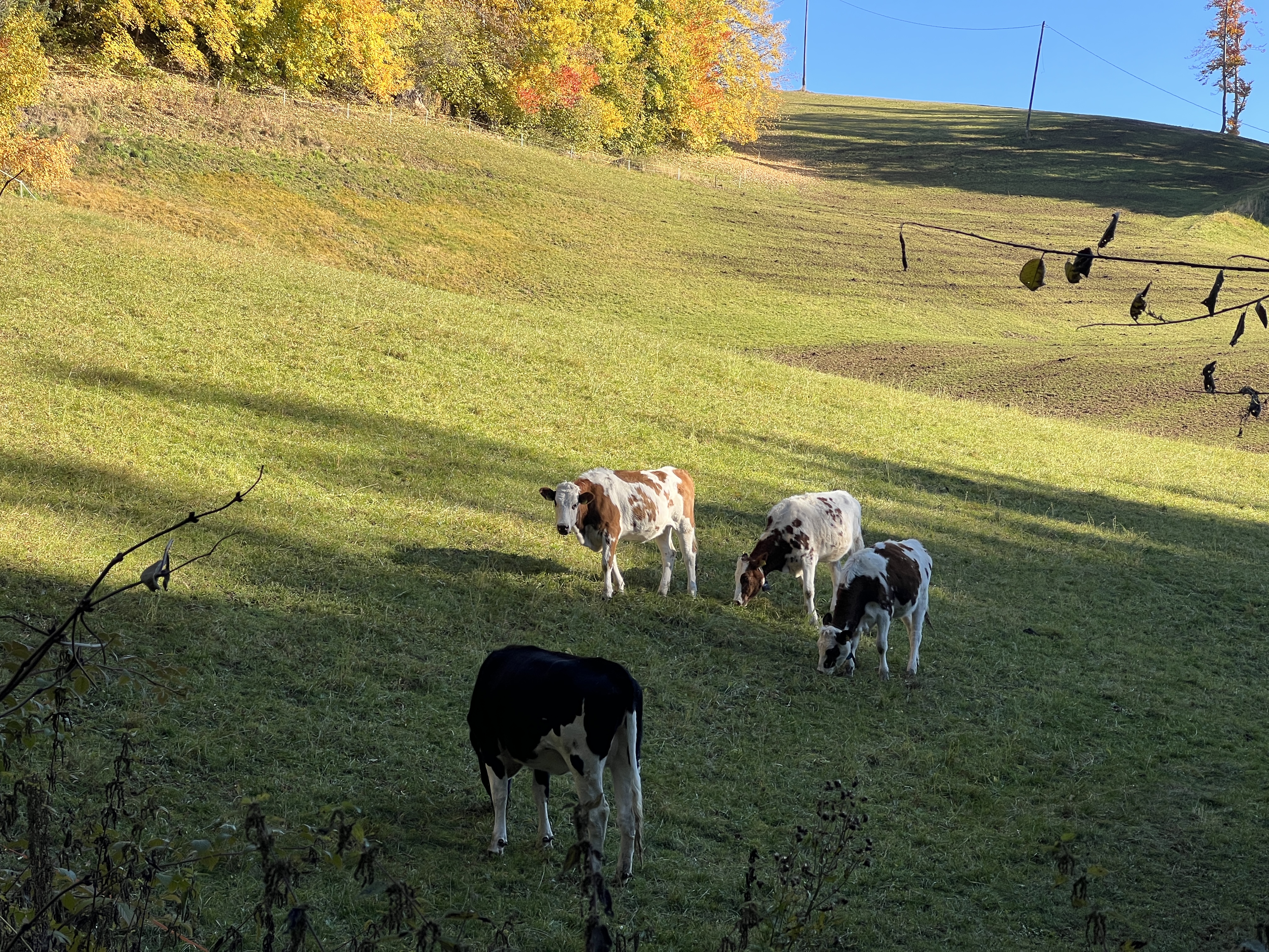 cows grazing on hillside