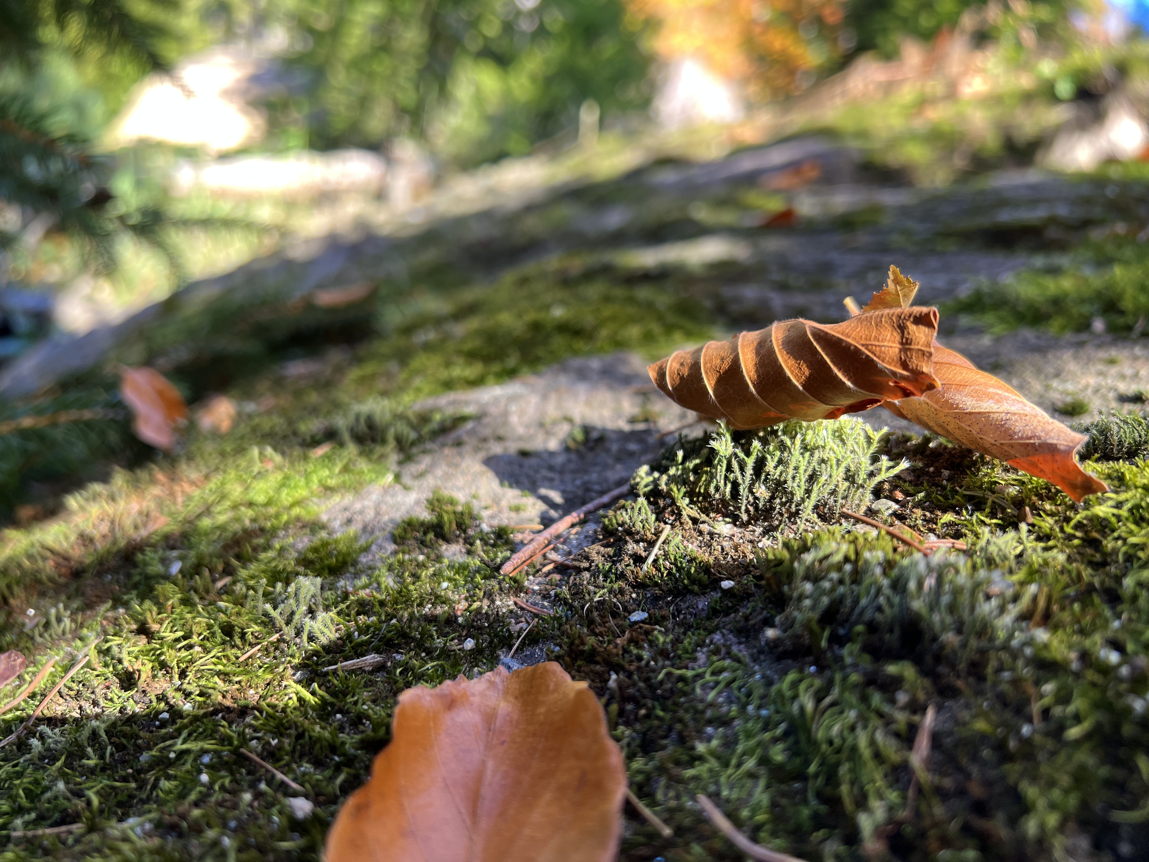 fallen leaves on moss