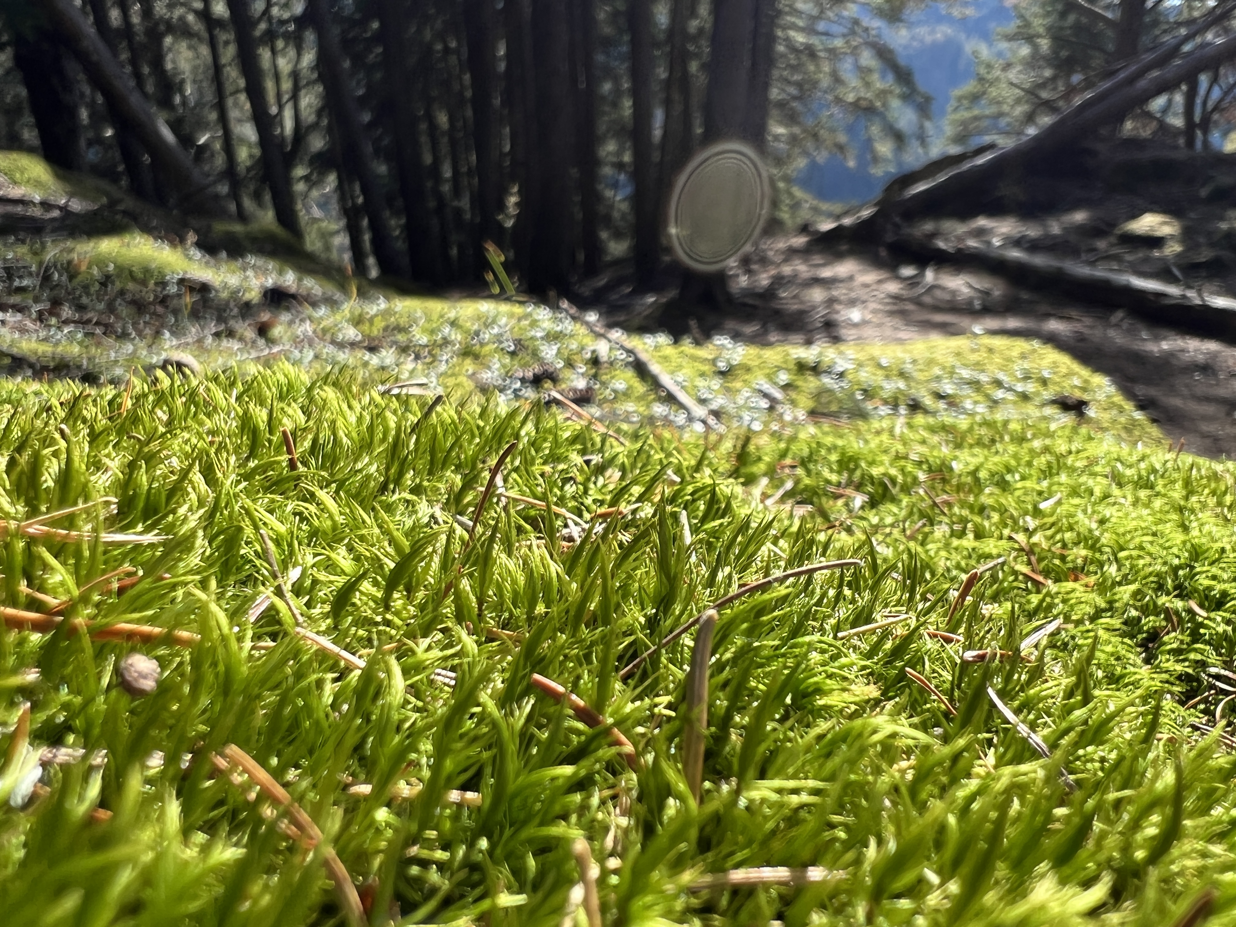 forest floor green moss