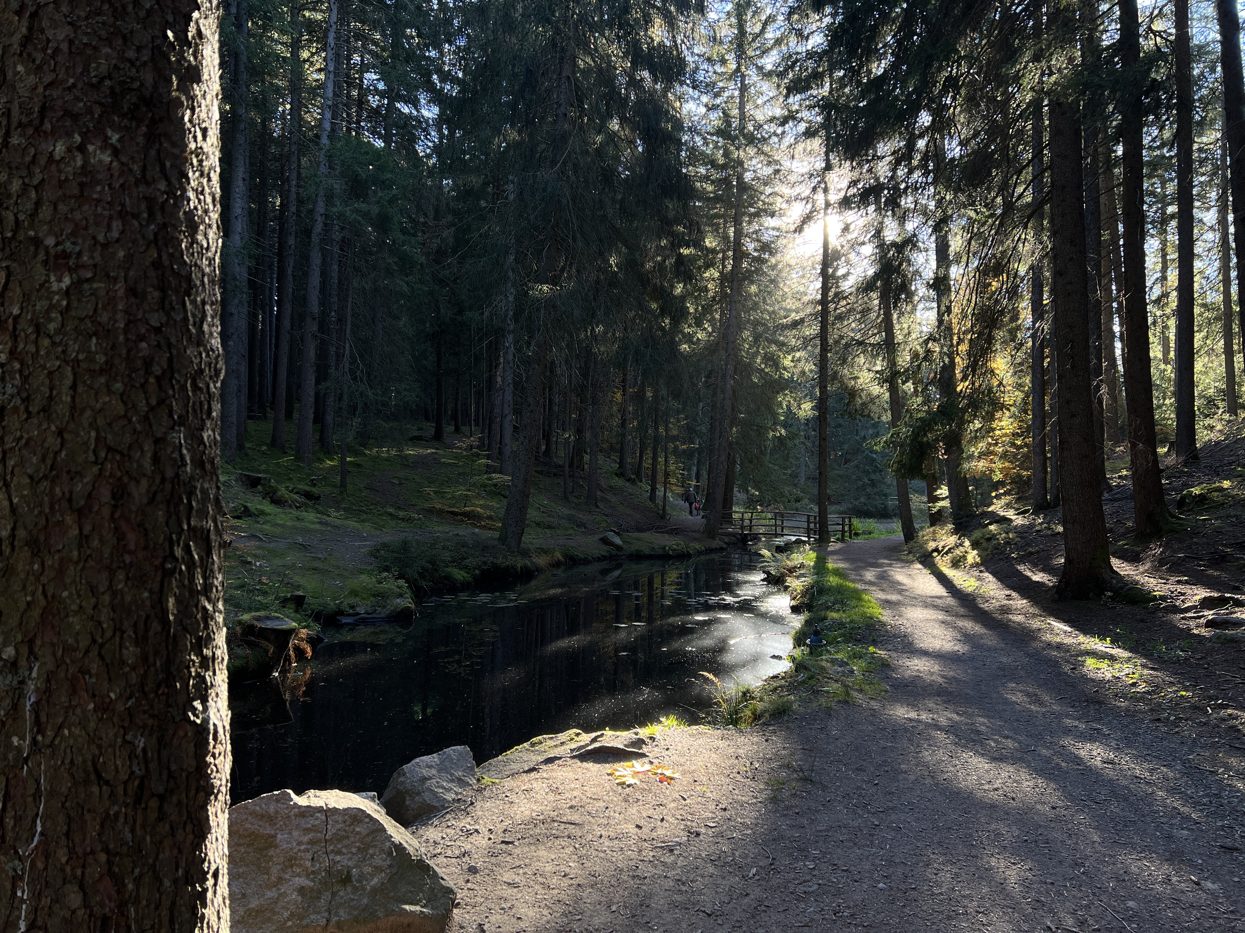 forest path stream sunlight
