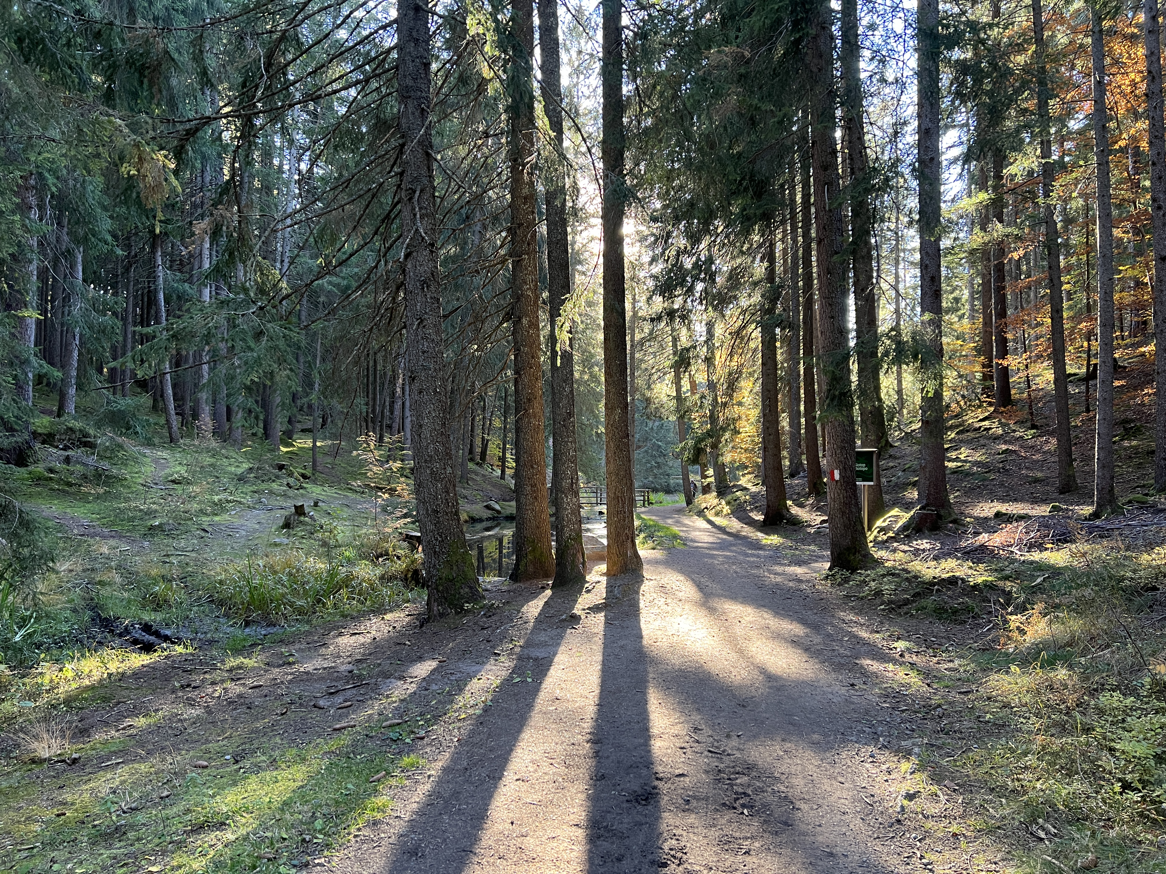 forest path sunlight trees