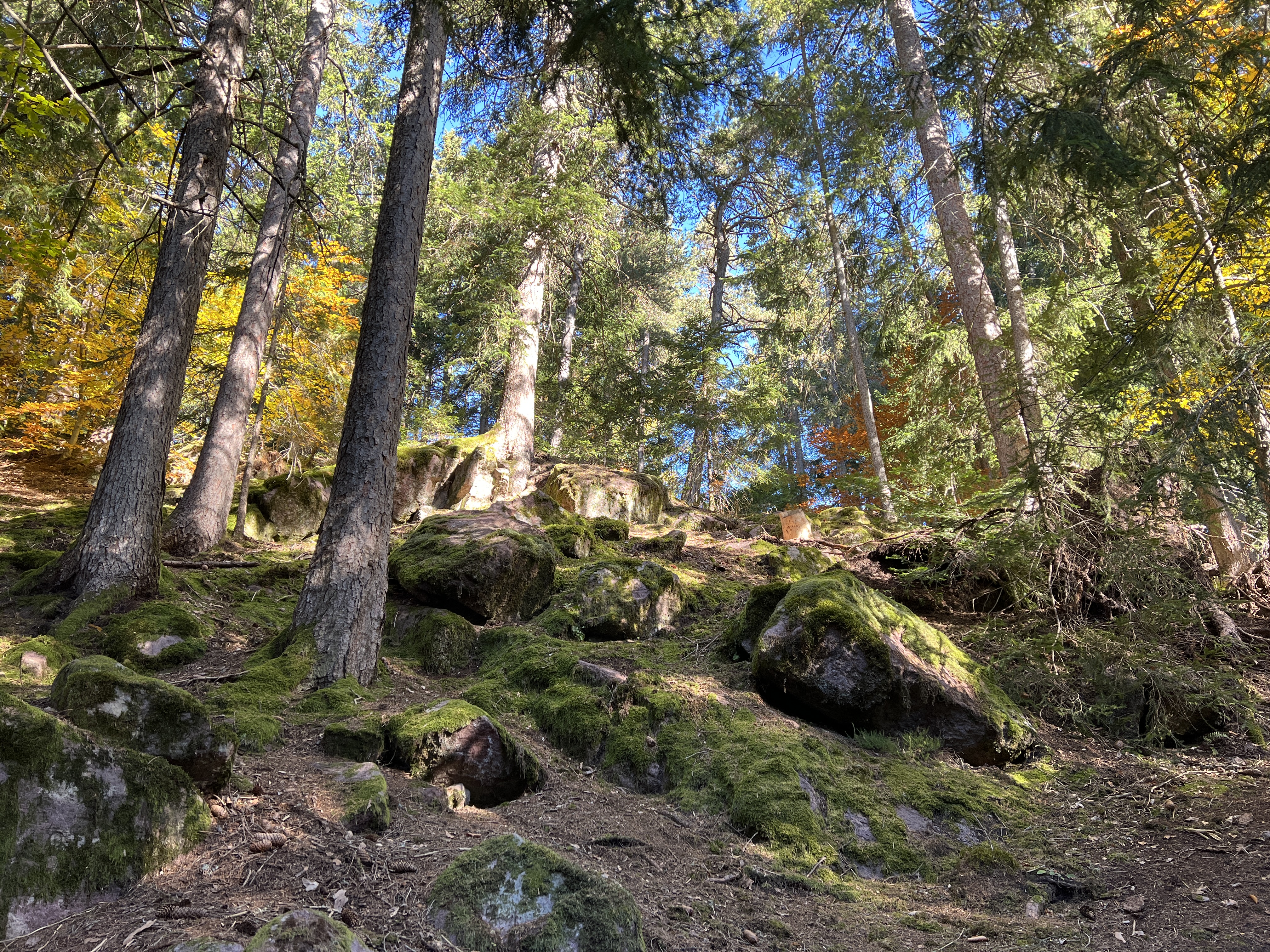 forest path with mossy rocks