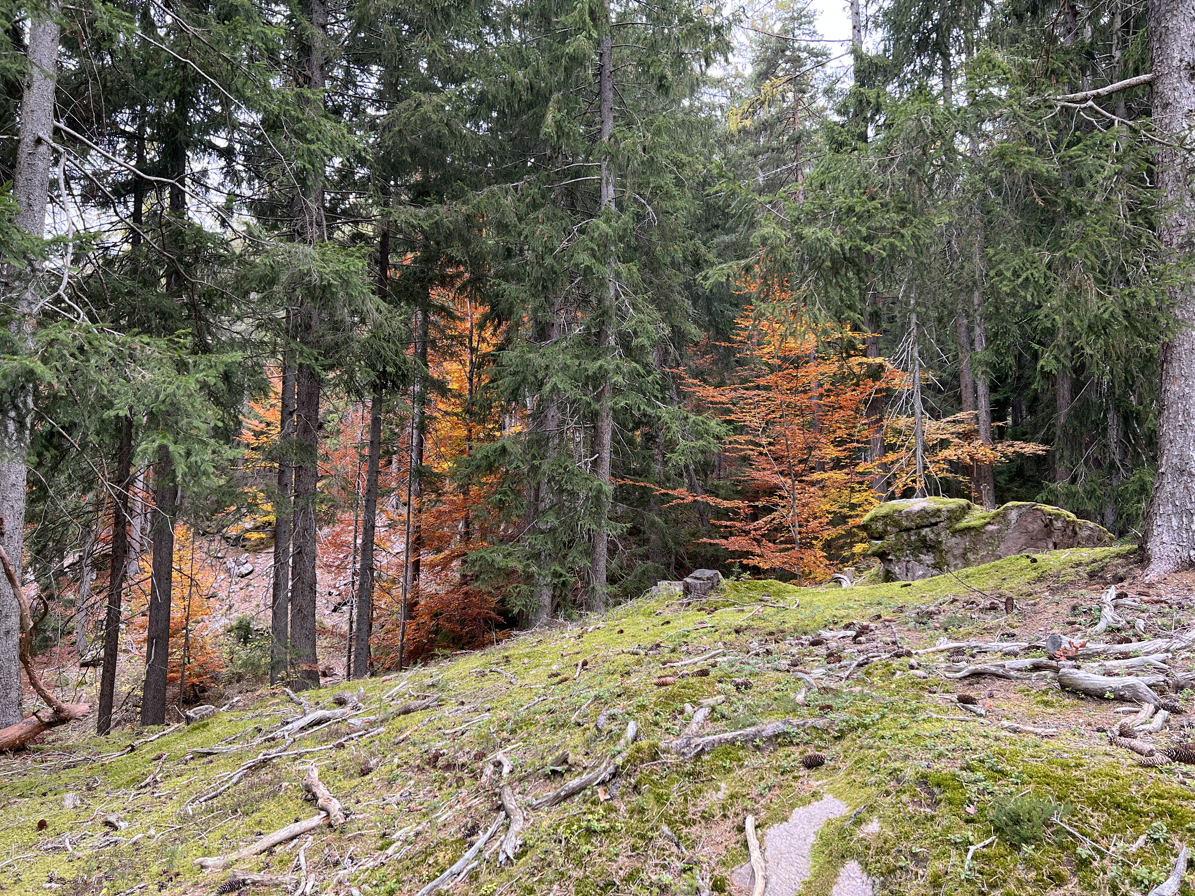 forest trees autumn leaves