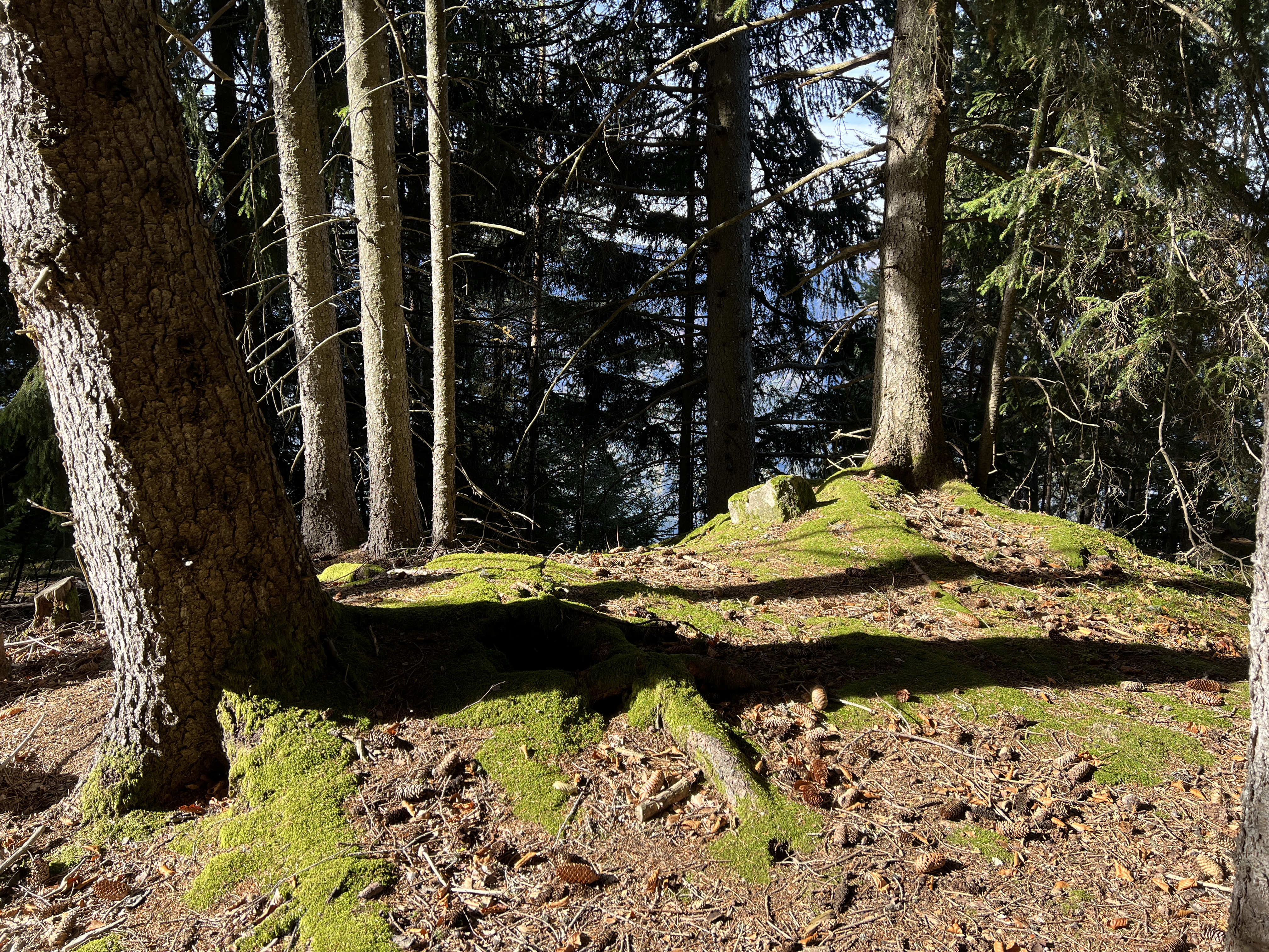 forest trees mossy ground