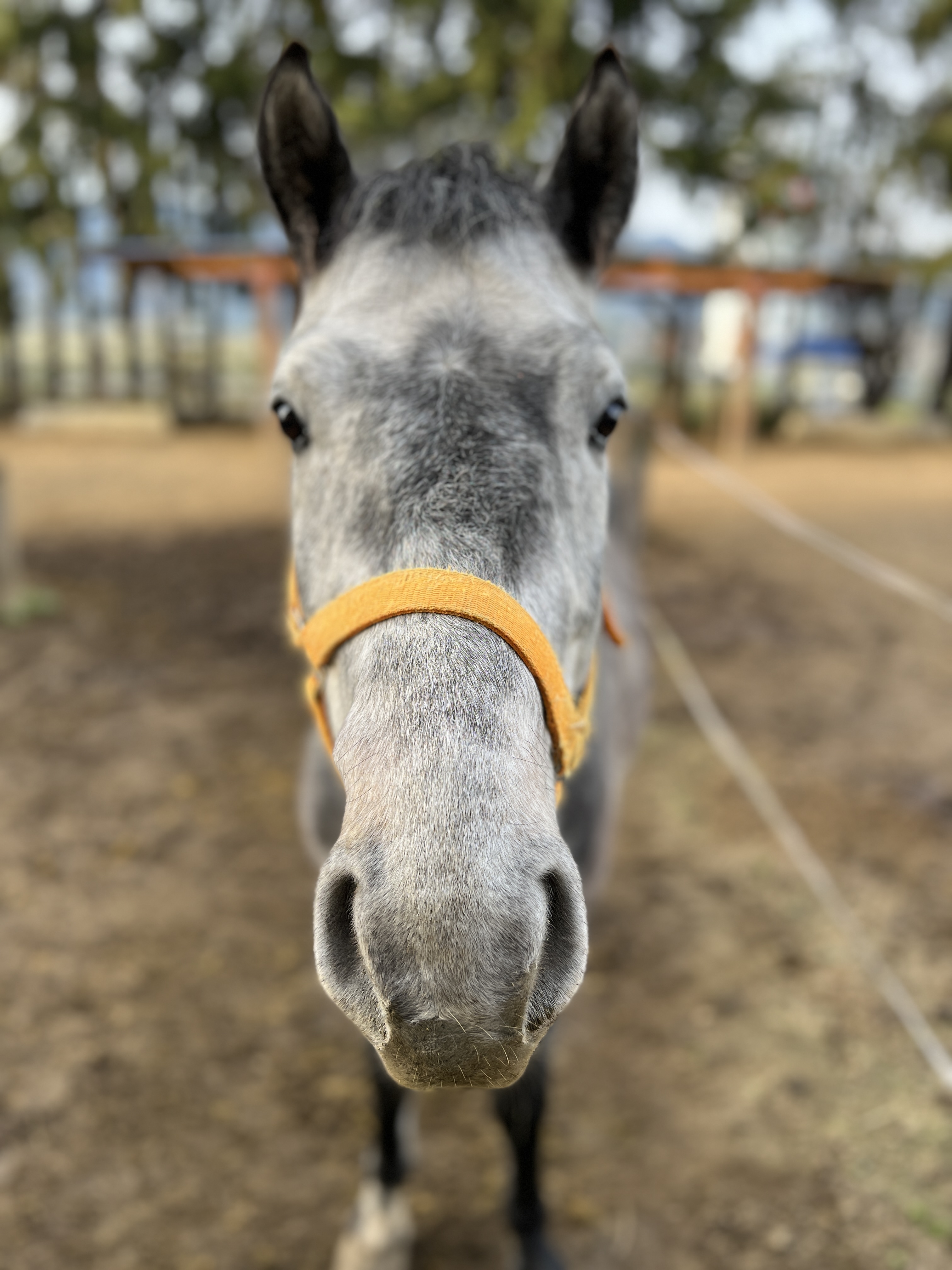 gray horse front view