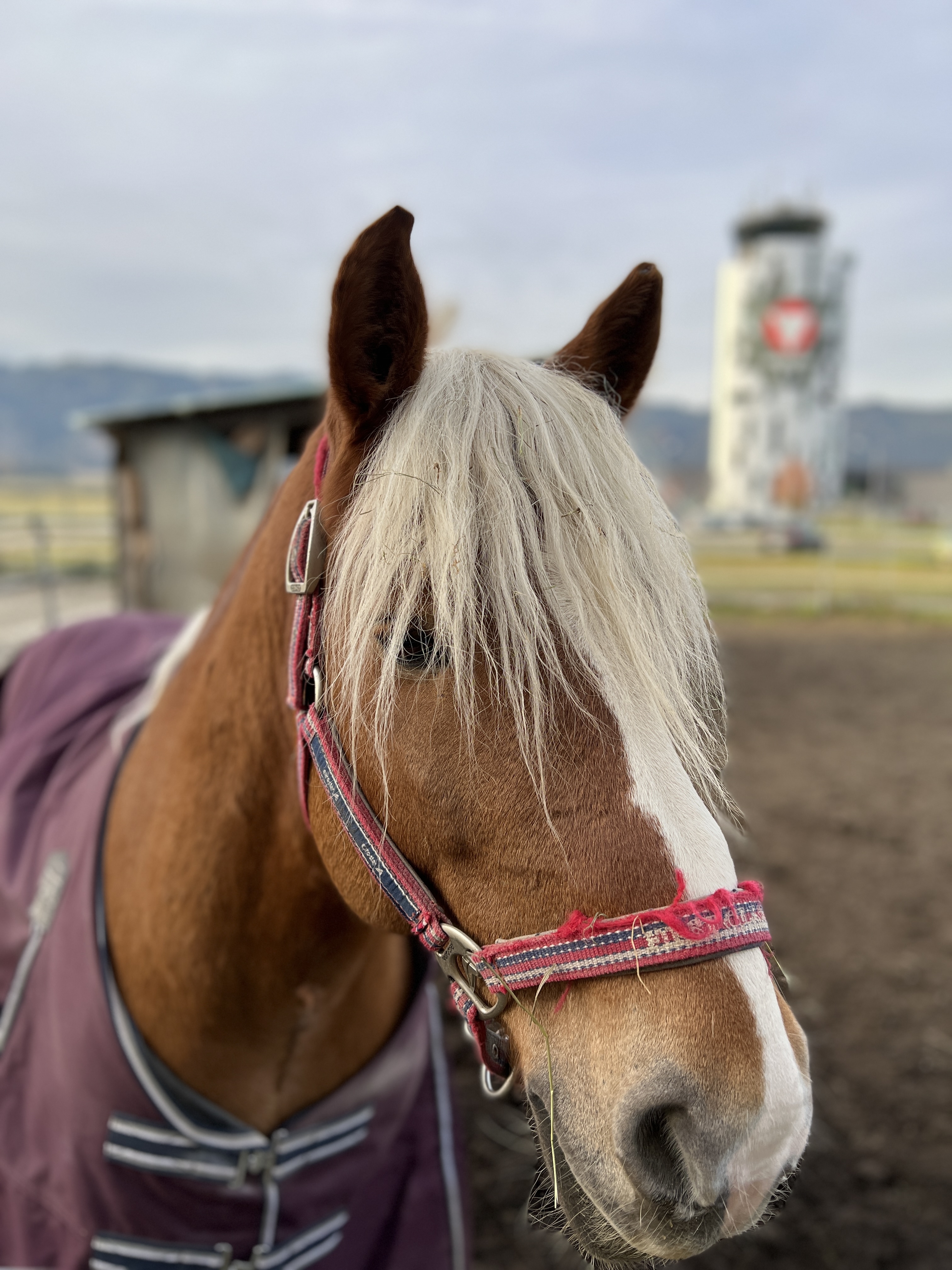 horse with blonde mane