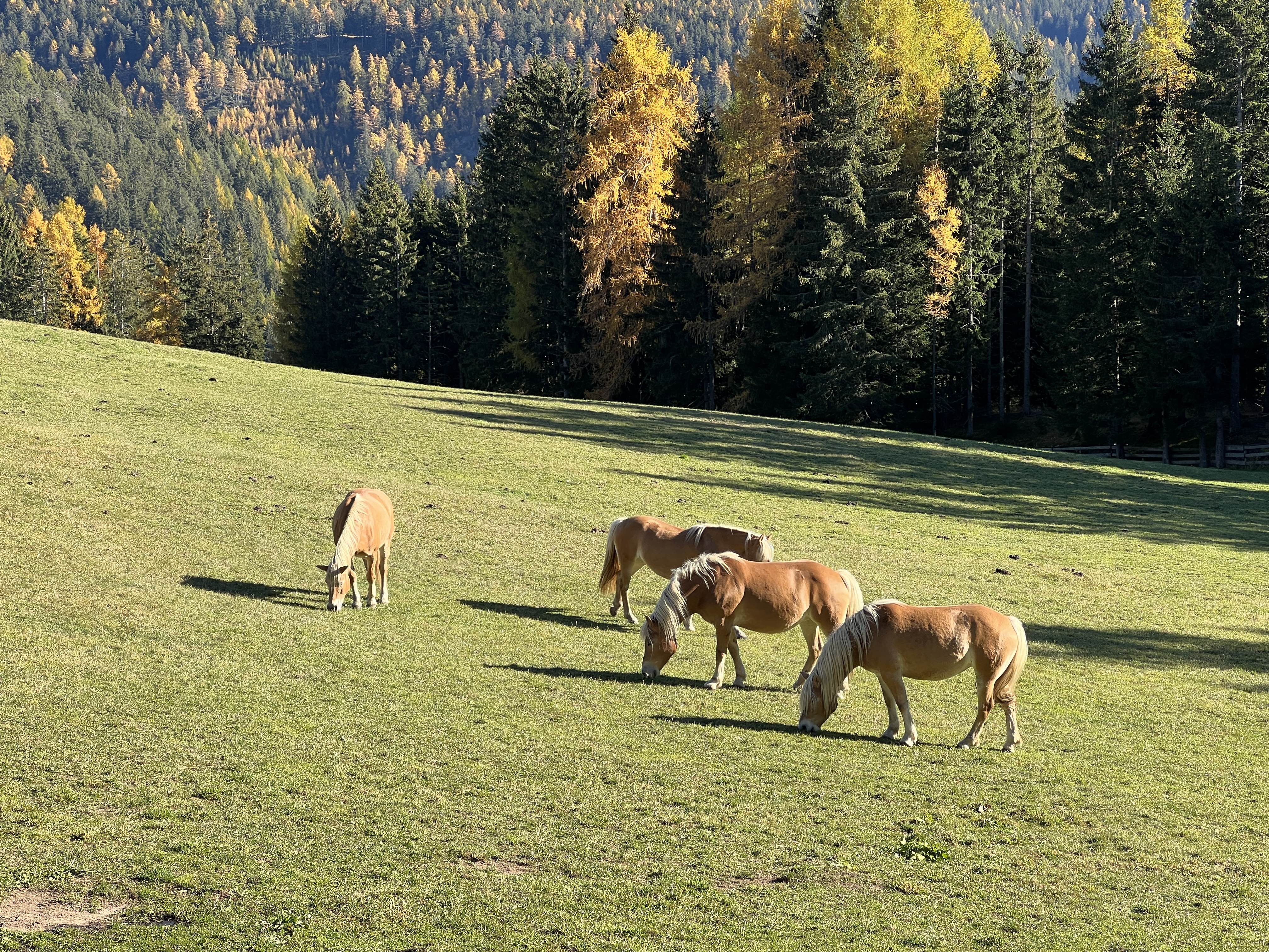 horses grazing in meadow