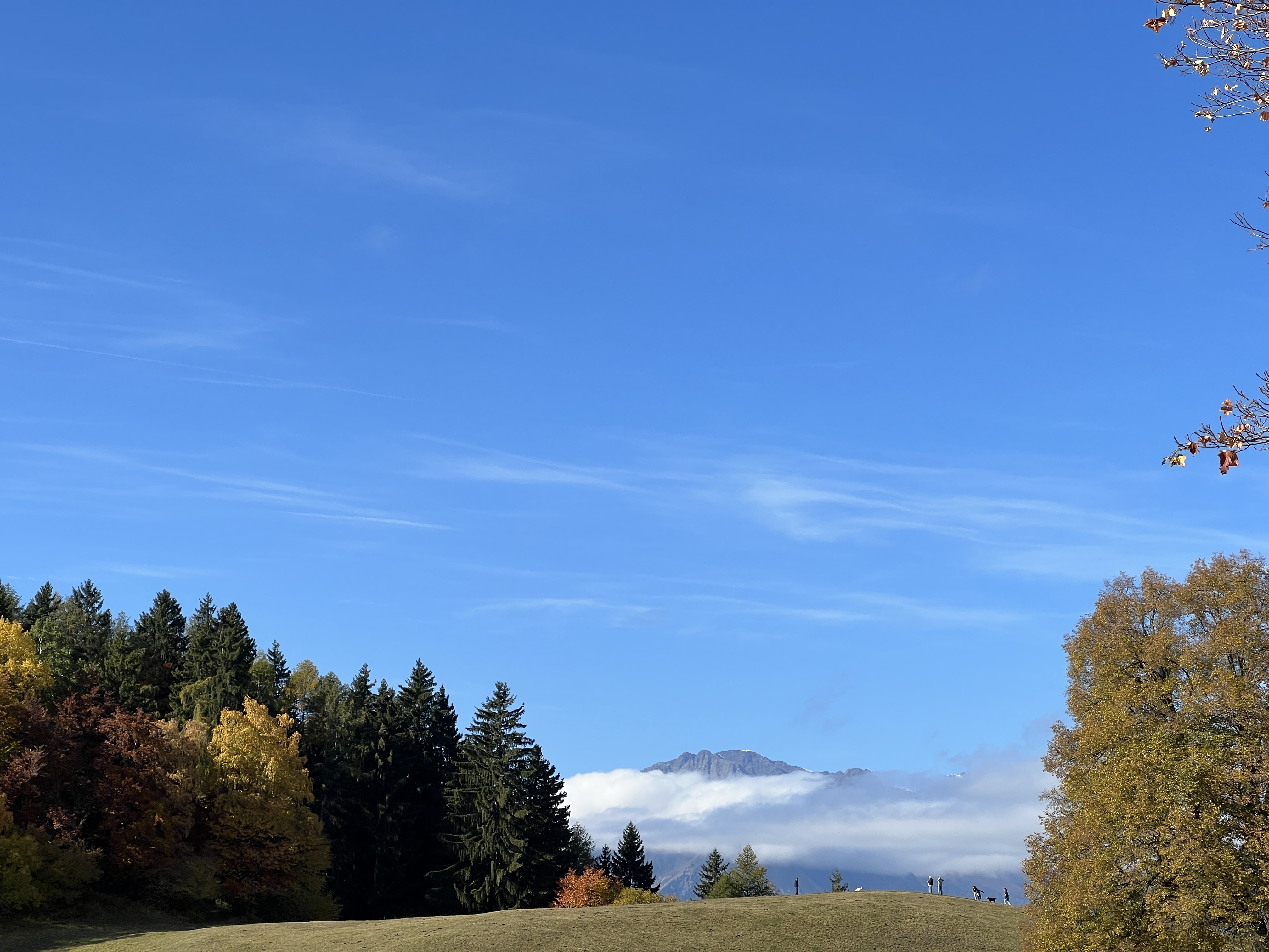 mountain landscape with trees