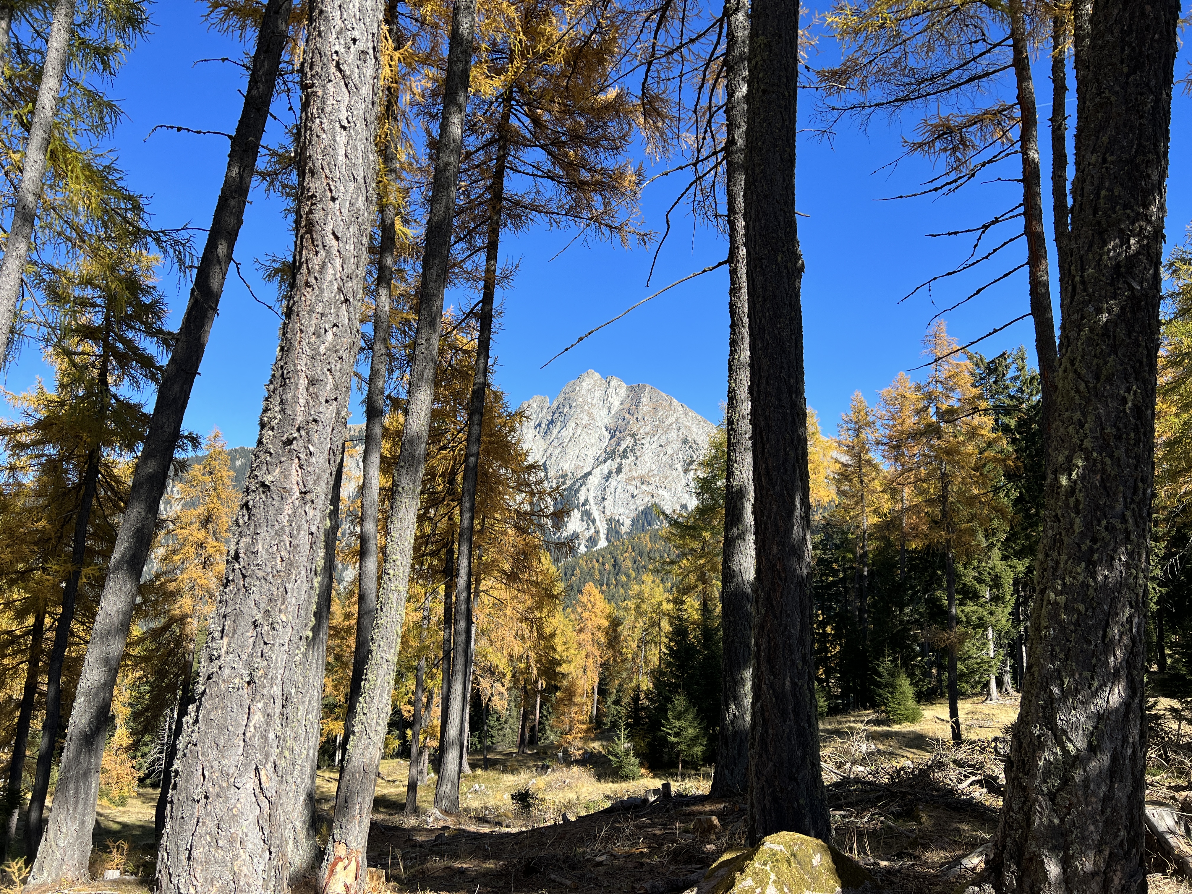 mountain view through trees