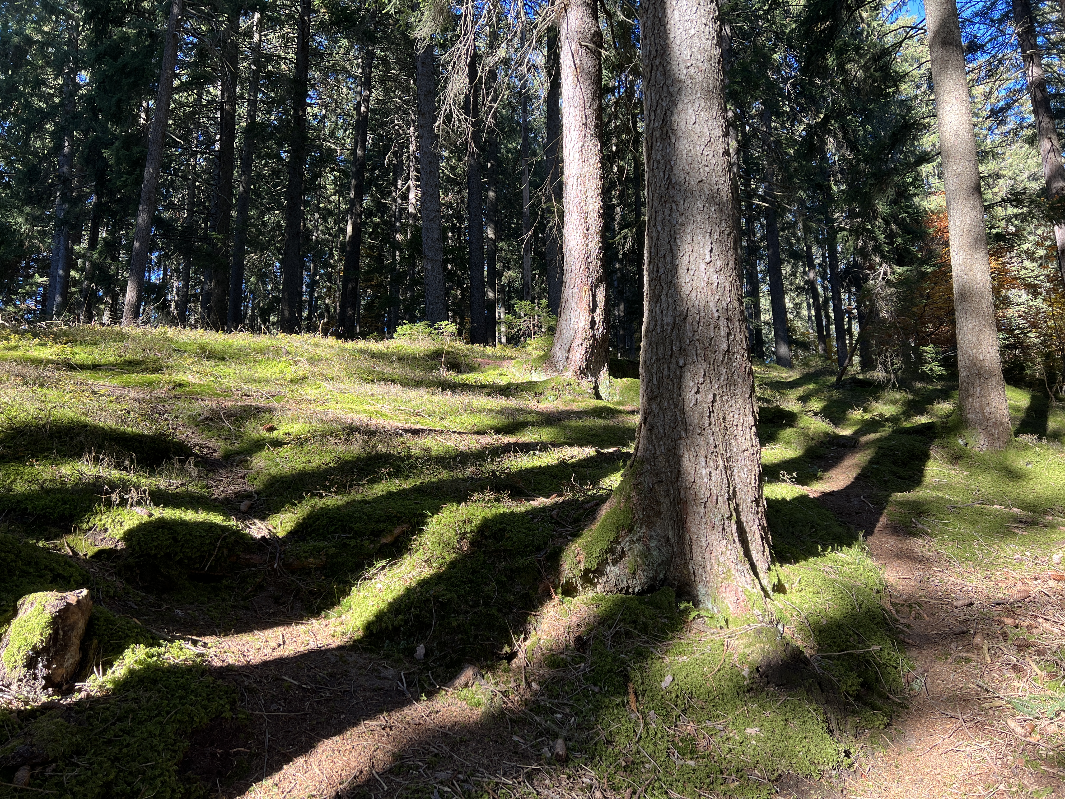 sunlit forest path